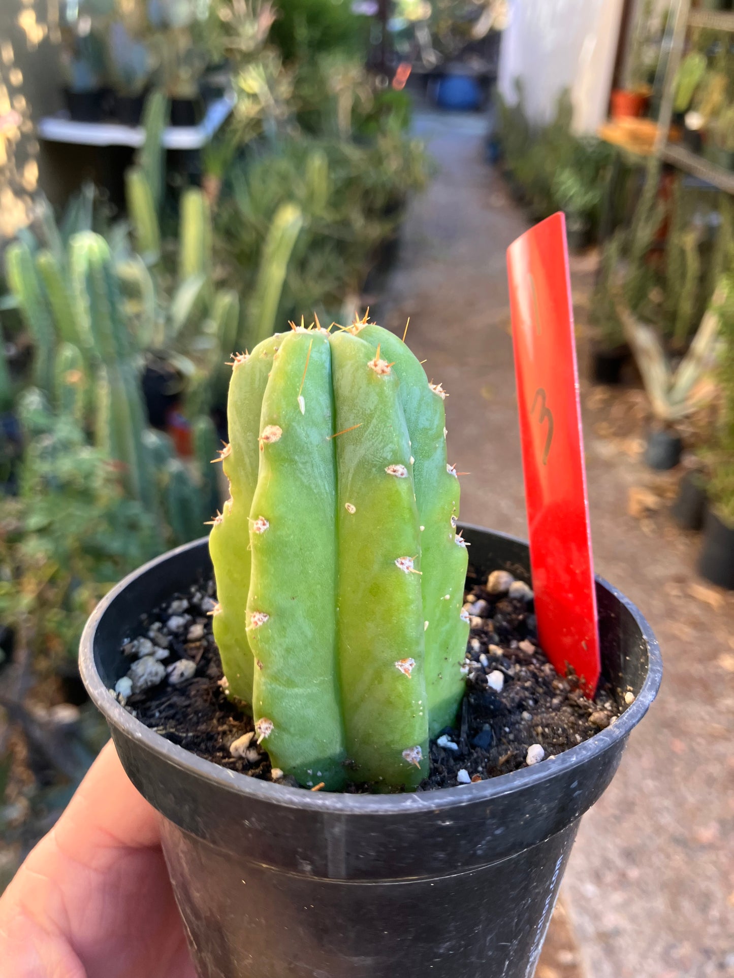 San Pedro Cactus - Trichocereus pachanoi 3"Tall #4R