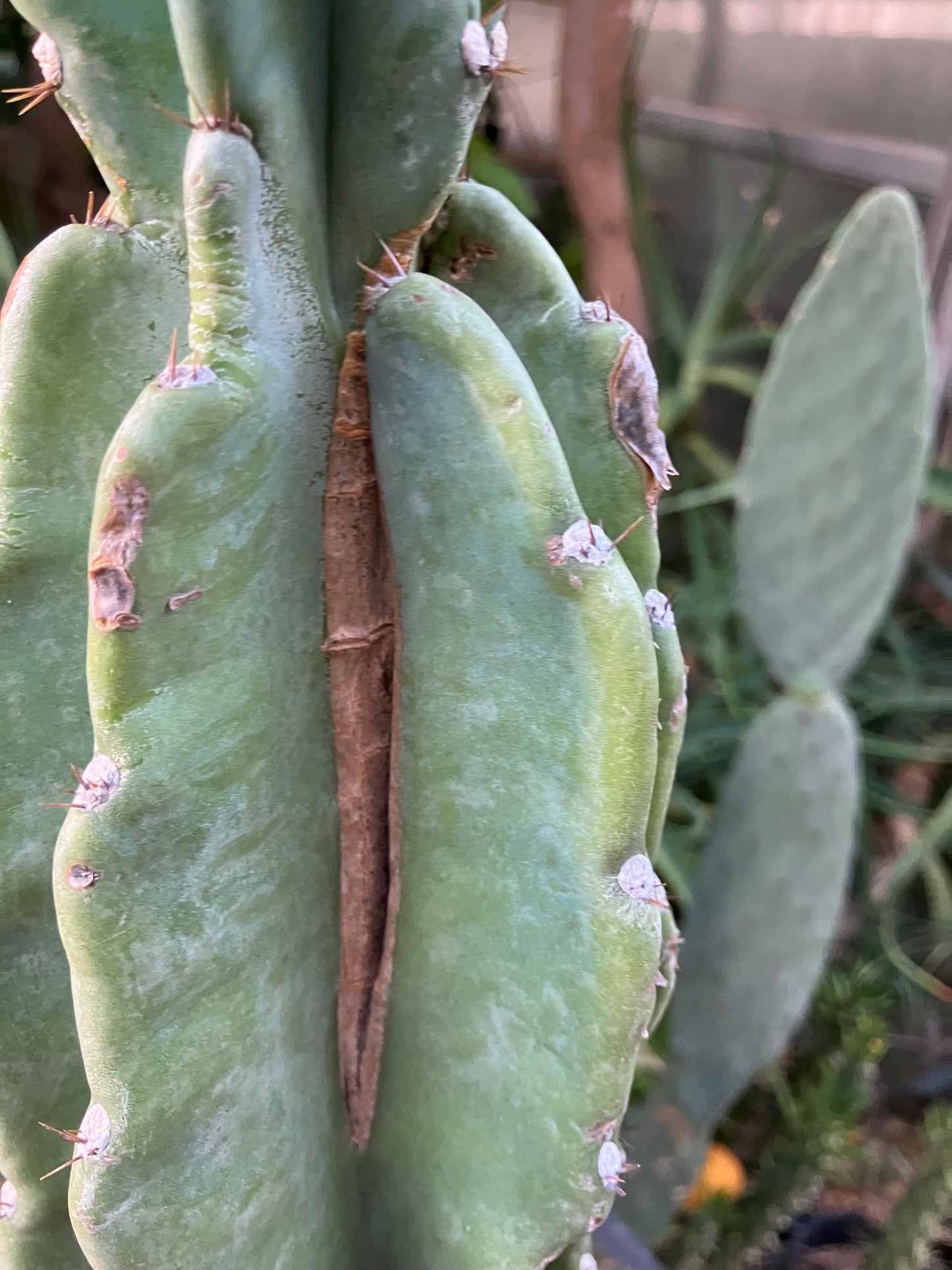 Cereus Peruvianus Night Blooming 17"Tall #117B