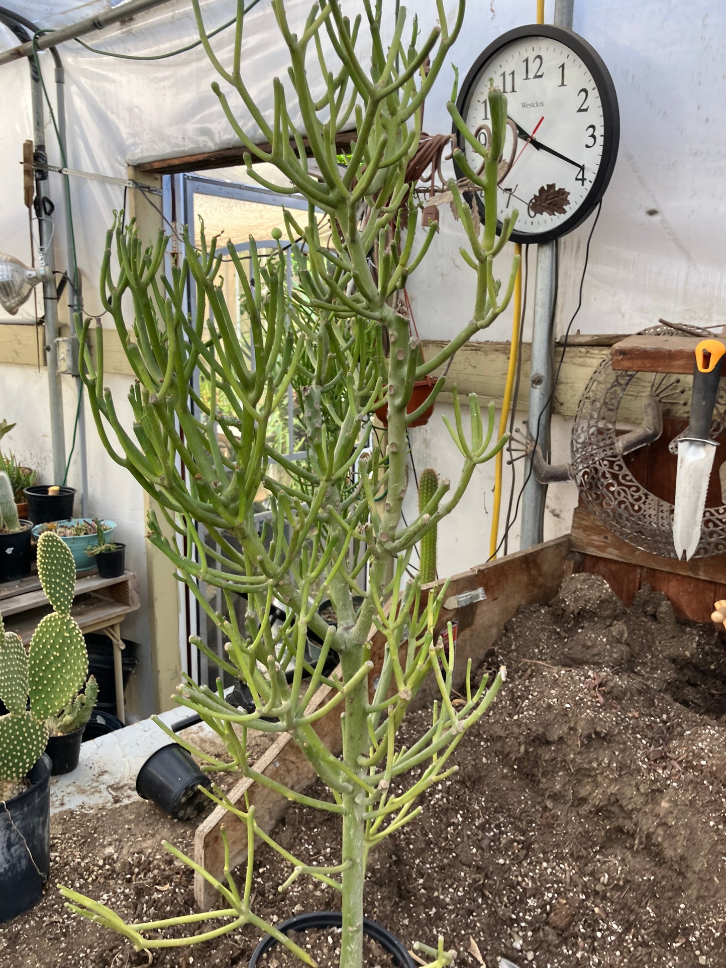 Euphorbia tirucalli Fire Stick 37"Tall 12"Wide #32G