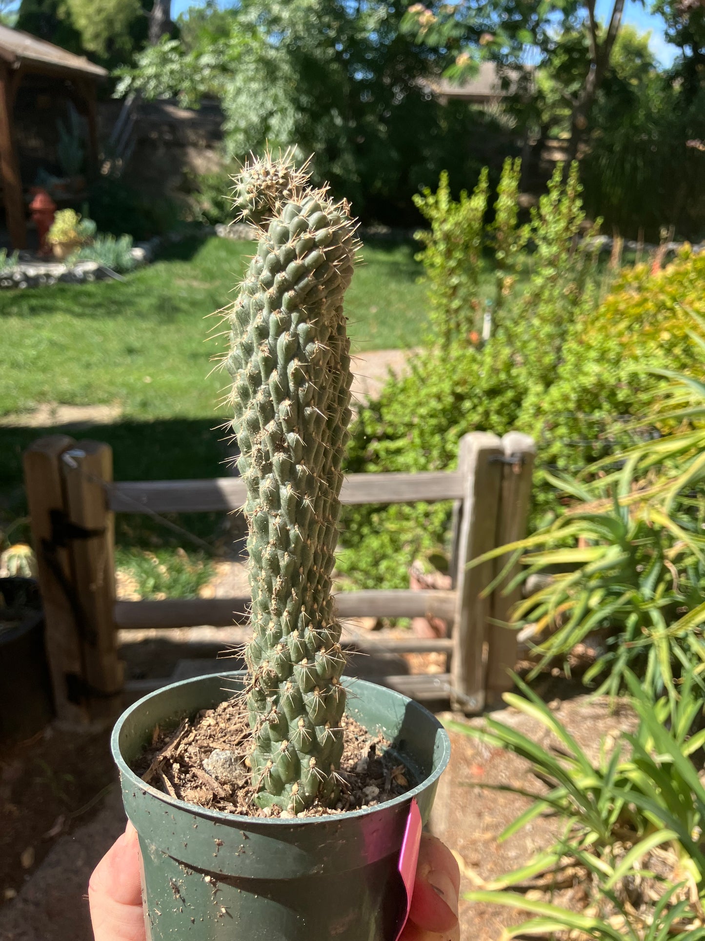 Cylindropuntia fulgida Cholla Boxing Glove Cactus Crest 7.5"Tall #57P