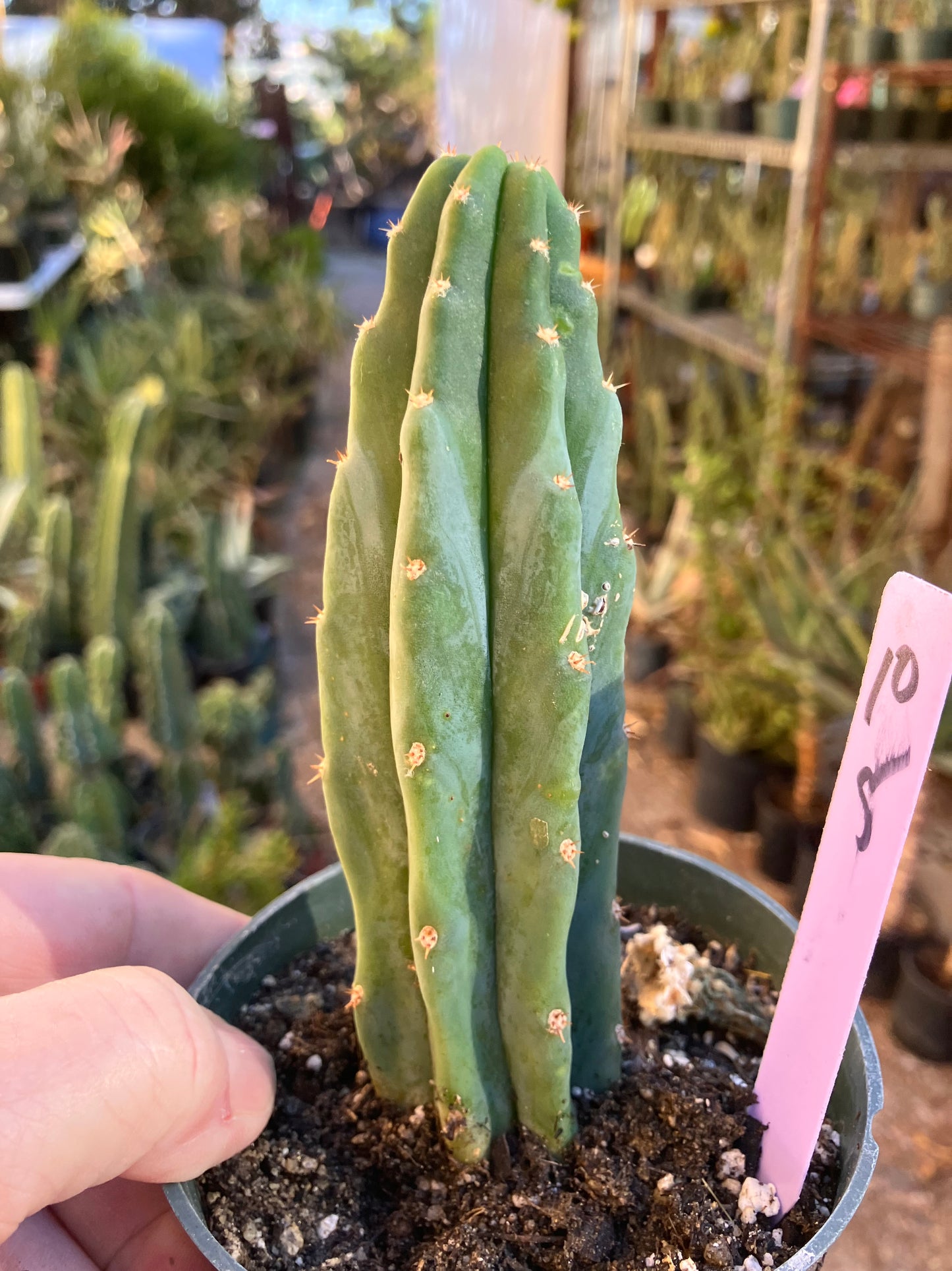 San Pedro Cactus - Trichocereus pachanoi 5"Tall #10P