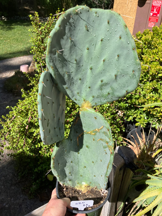 Opuntia robusta (Dinner Plate Nopal) Silver Dollar Cactus 20"Tall 10" Wide #020W
