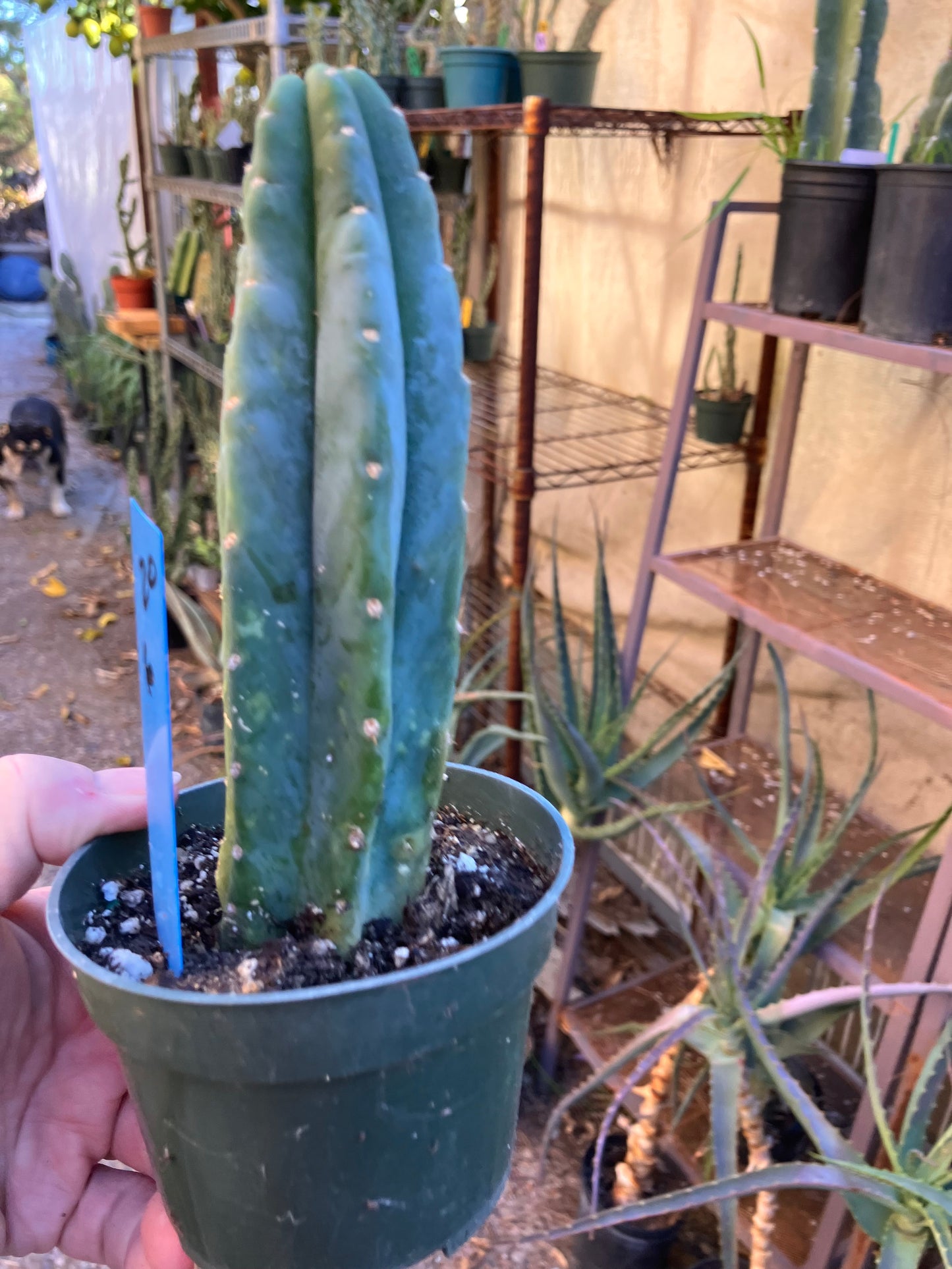 San Pedro Cactus - Trichocereus pachanoi 6"Tall #20B