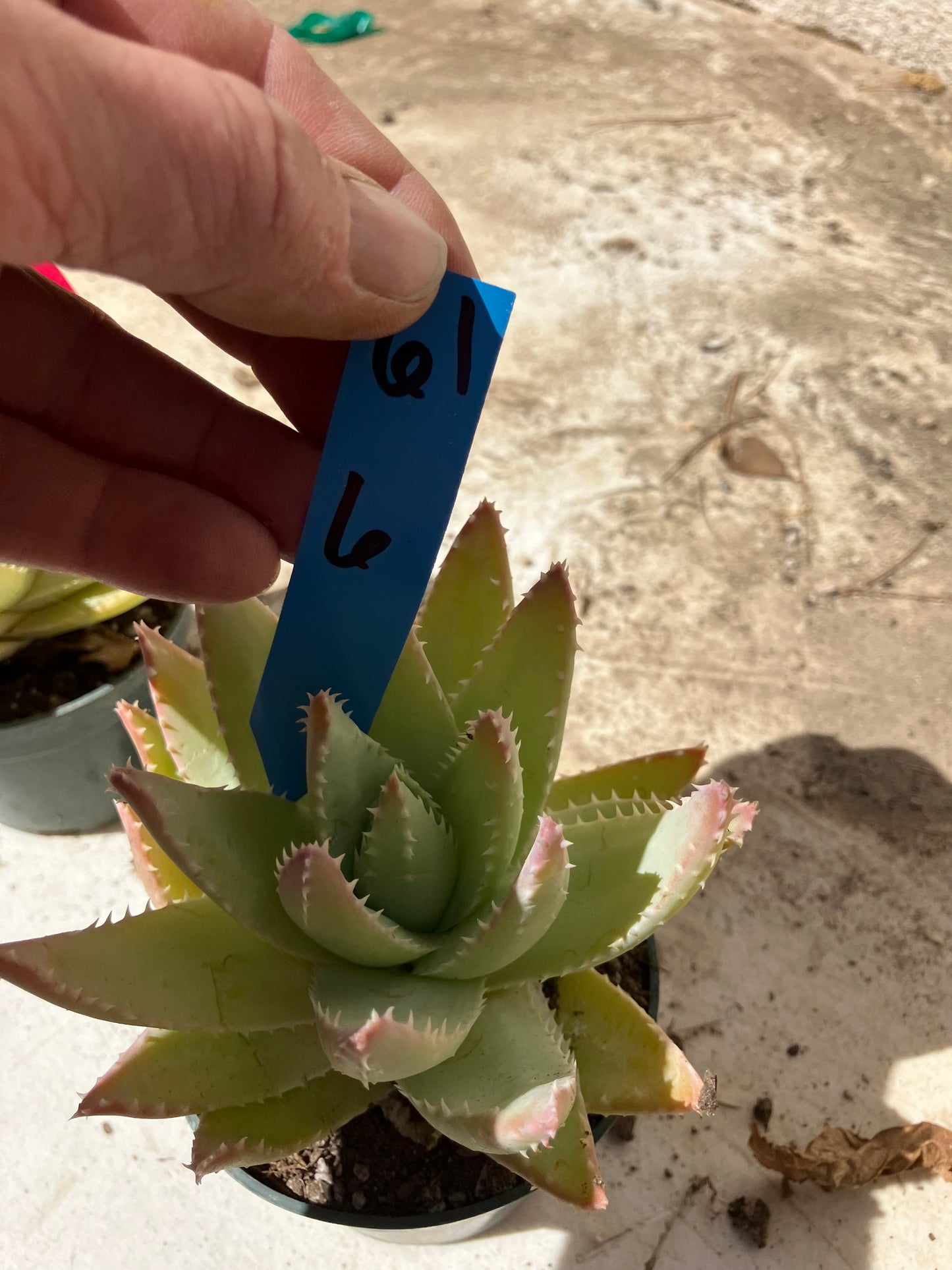 Aloe Brevifolia Succulent 6" Wide #61B