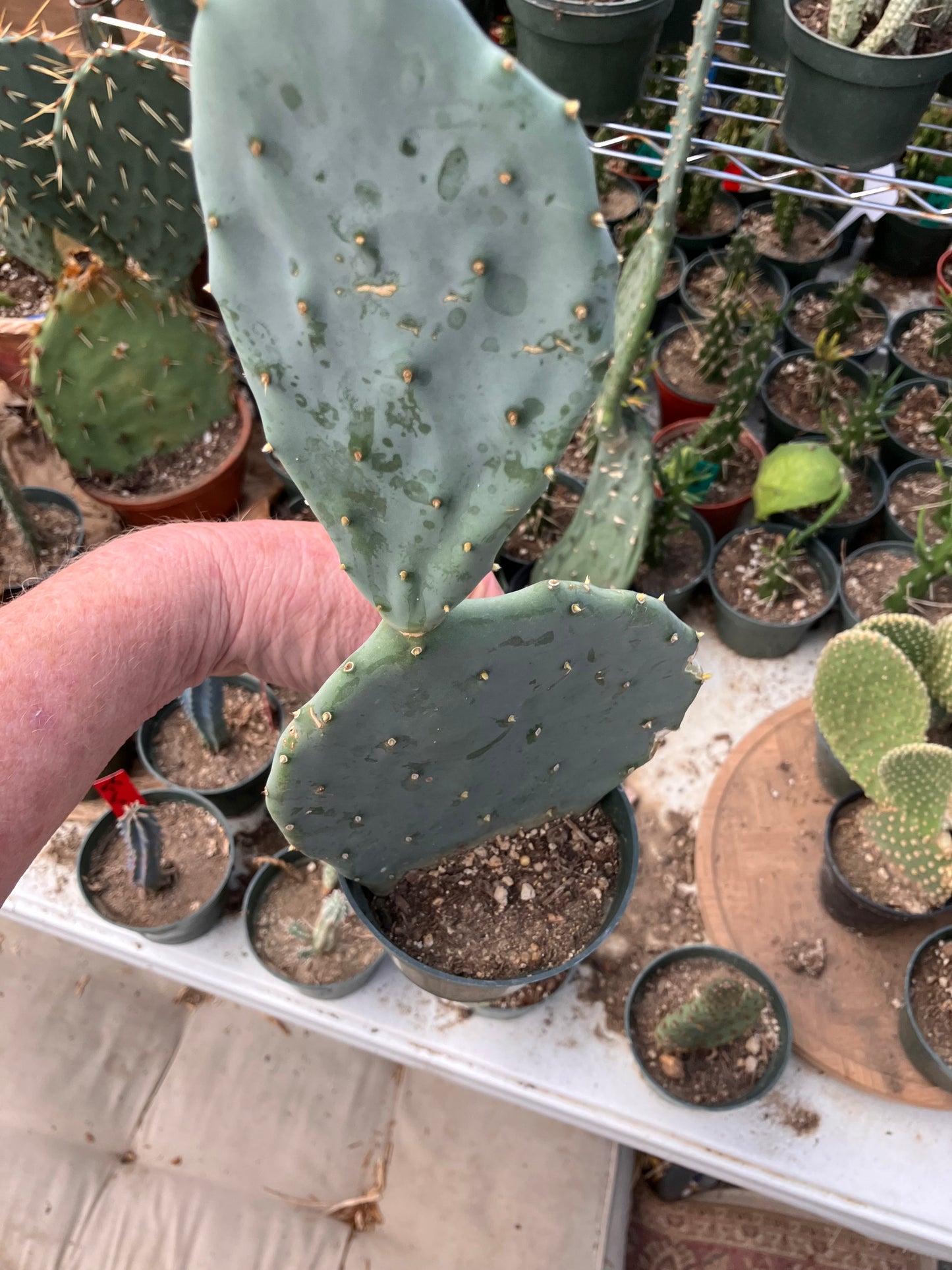 Opuntia robusta Dinner Plate Nopal Silver Dollar Cactus 11.5"Tall 5”Wide #112B