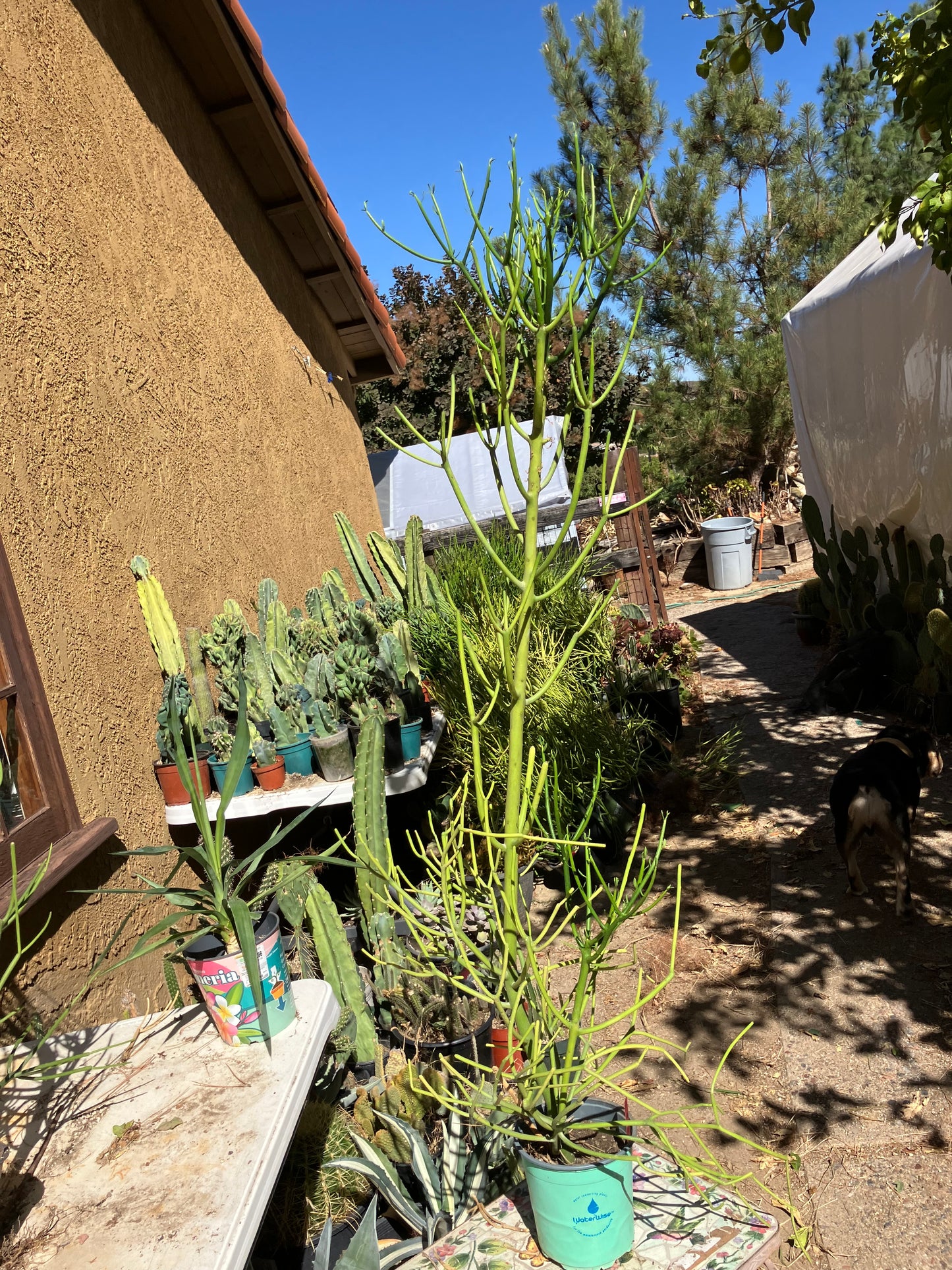 Euphorbia tirucalli Pencil Cactus/Succulent 50"Tall 15"Wide #10R