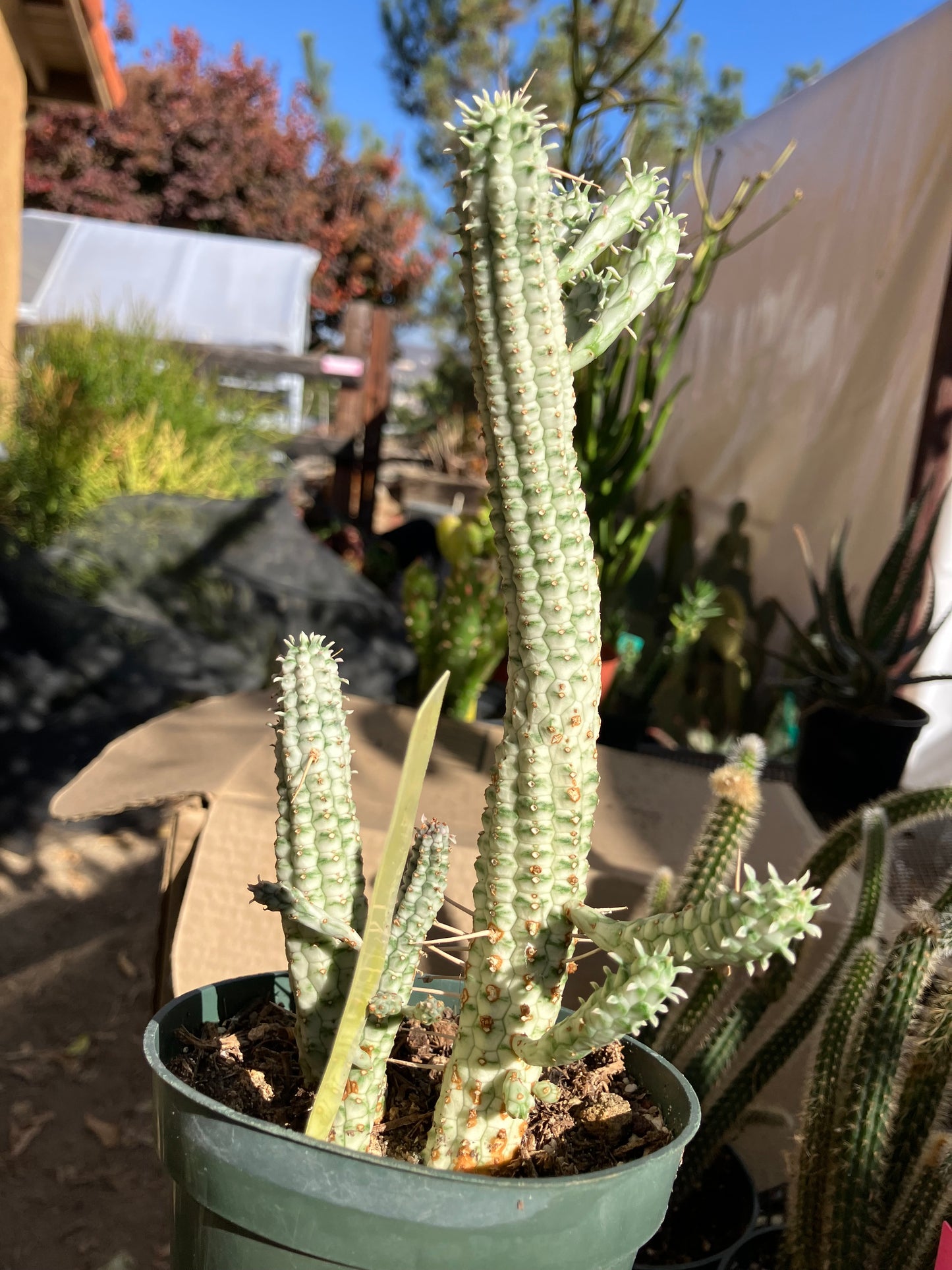 Euphorbia mammillarias variegata Corn Cob 7"Tall #7Y