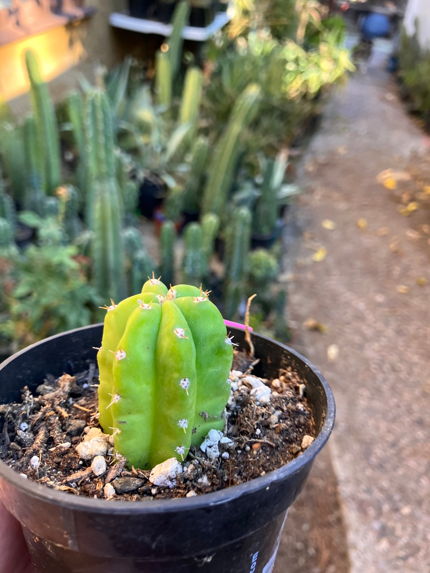 San Pedro Cactus - Trichocereus pachanoi 2"Tall #1P