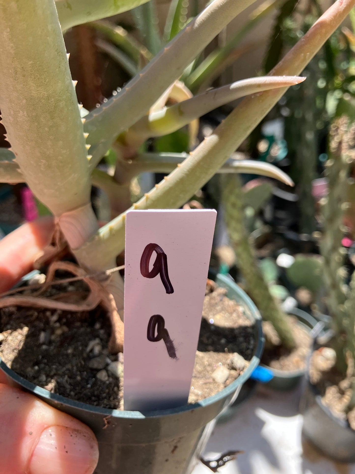 Aloe~ miloittii Uncommon Hybrid 9"Wide #9W