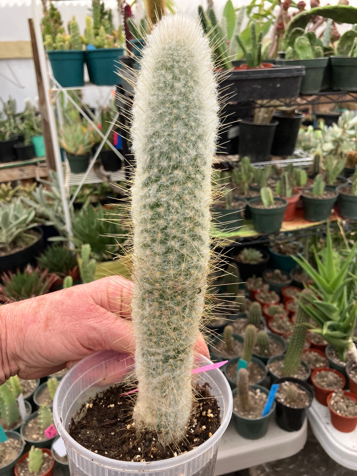 Cleistocactus Strausii Silver Torch Cactus 10”Tall #180P