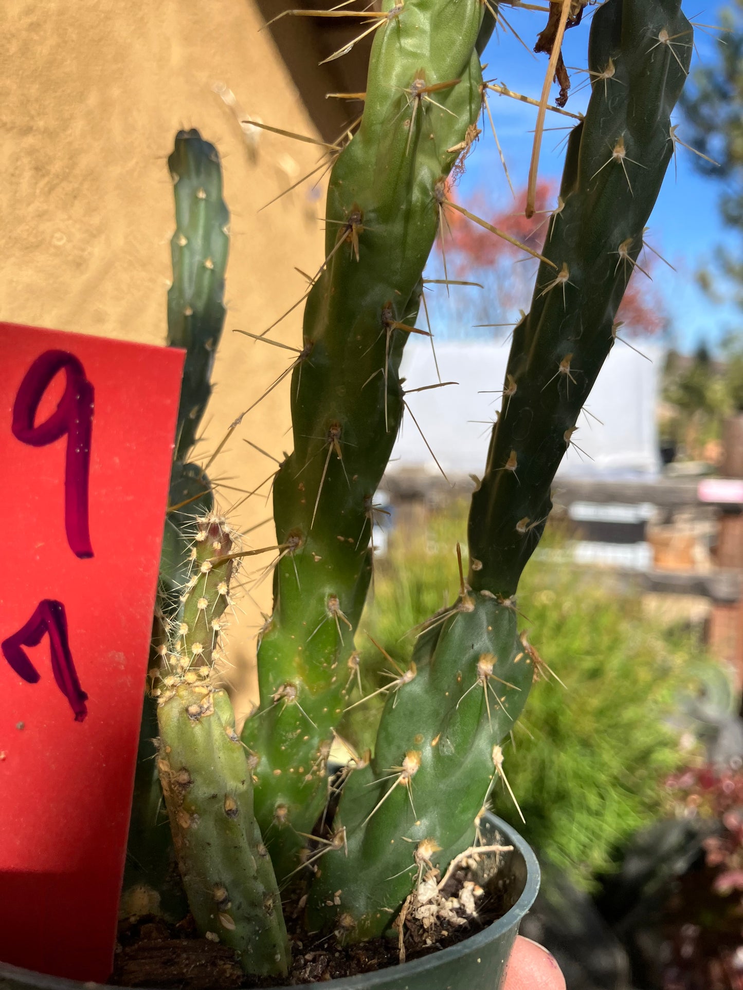 Cholla Cylindropuntia Imbricata  Buckhorn 7”Tall #9R*