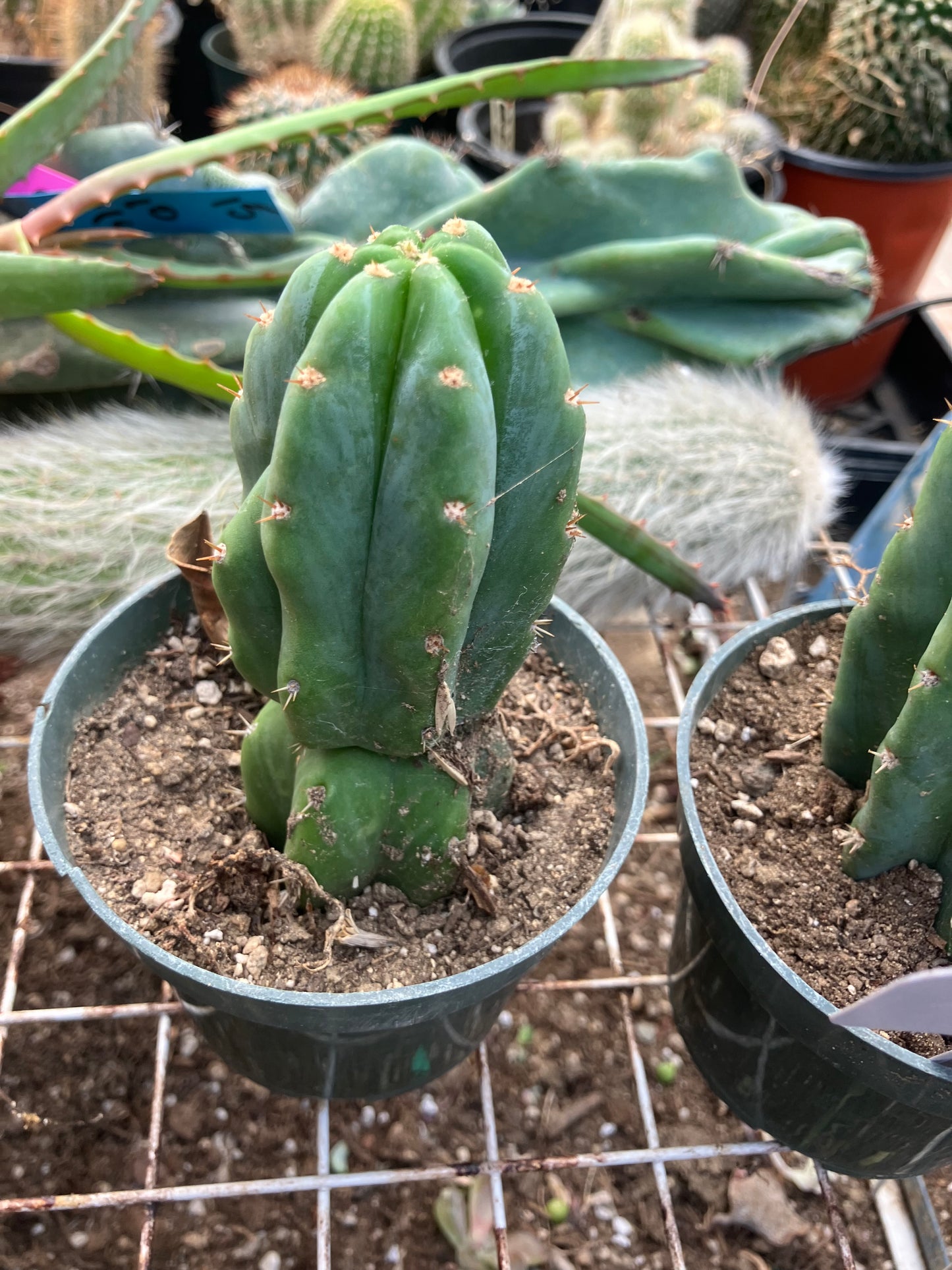 San Pedro Cactus - Trichocereus pachanoi 4" Tall #40W