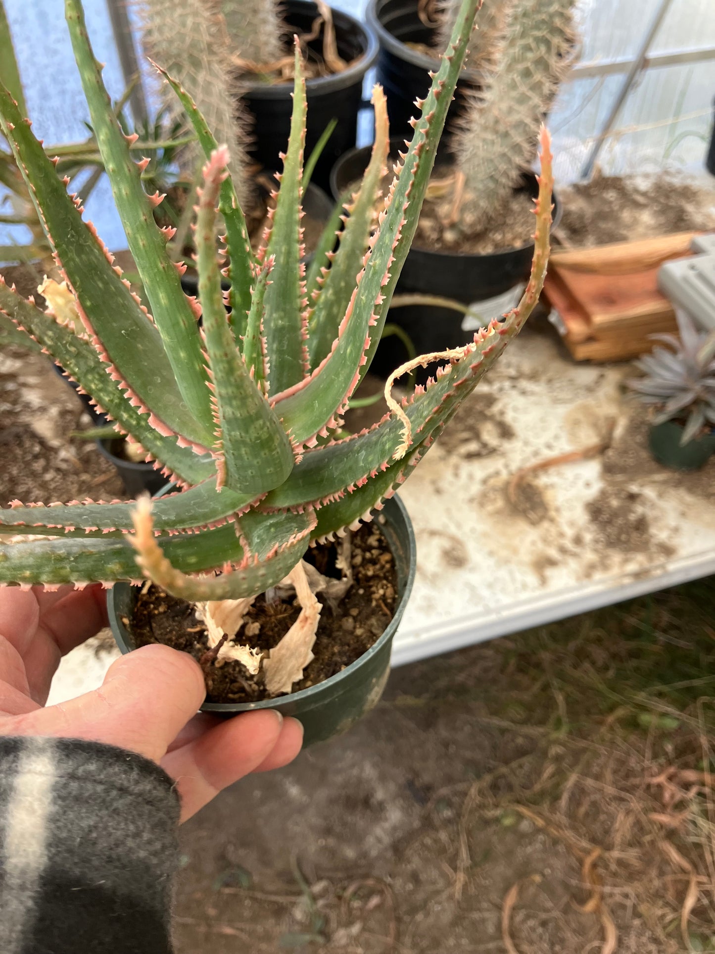 Aloe  Swordfish Succulent 8" Wide #100y