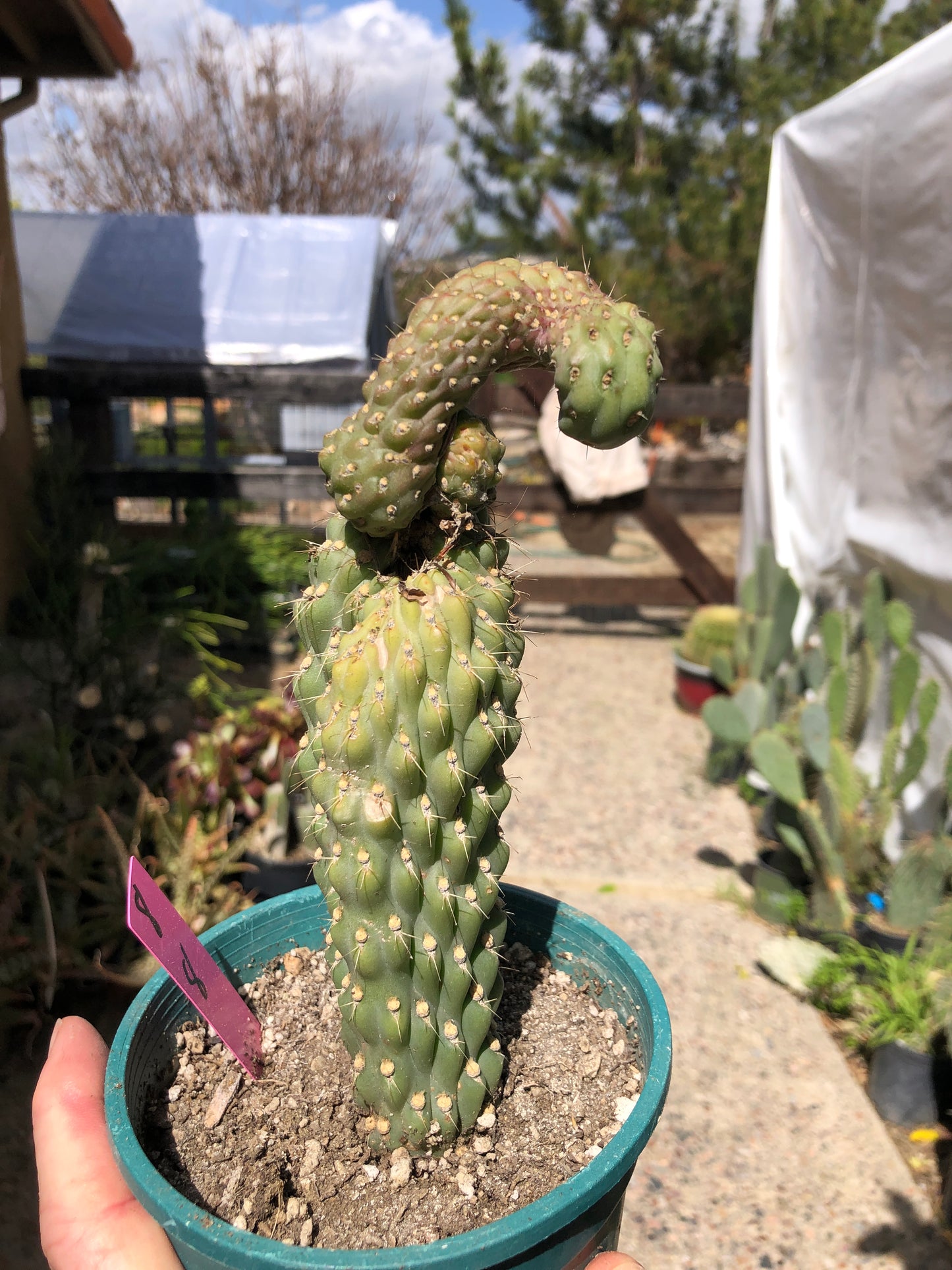 Cylindropuntia fulgida Cholla Boxing Glove Cactus Crest 8”Tall #8P
