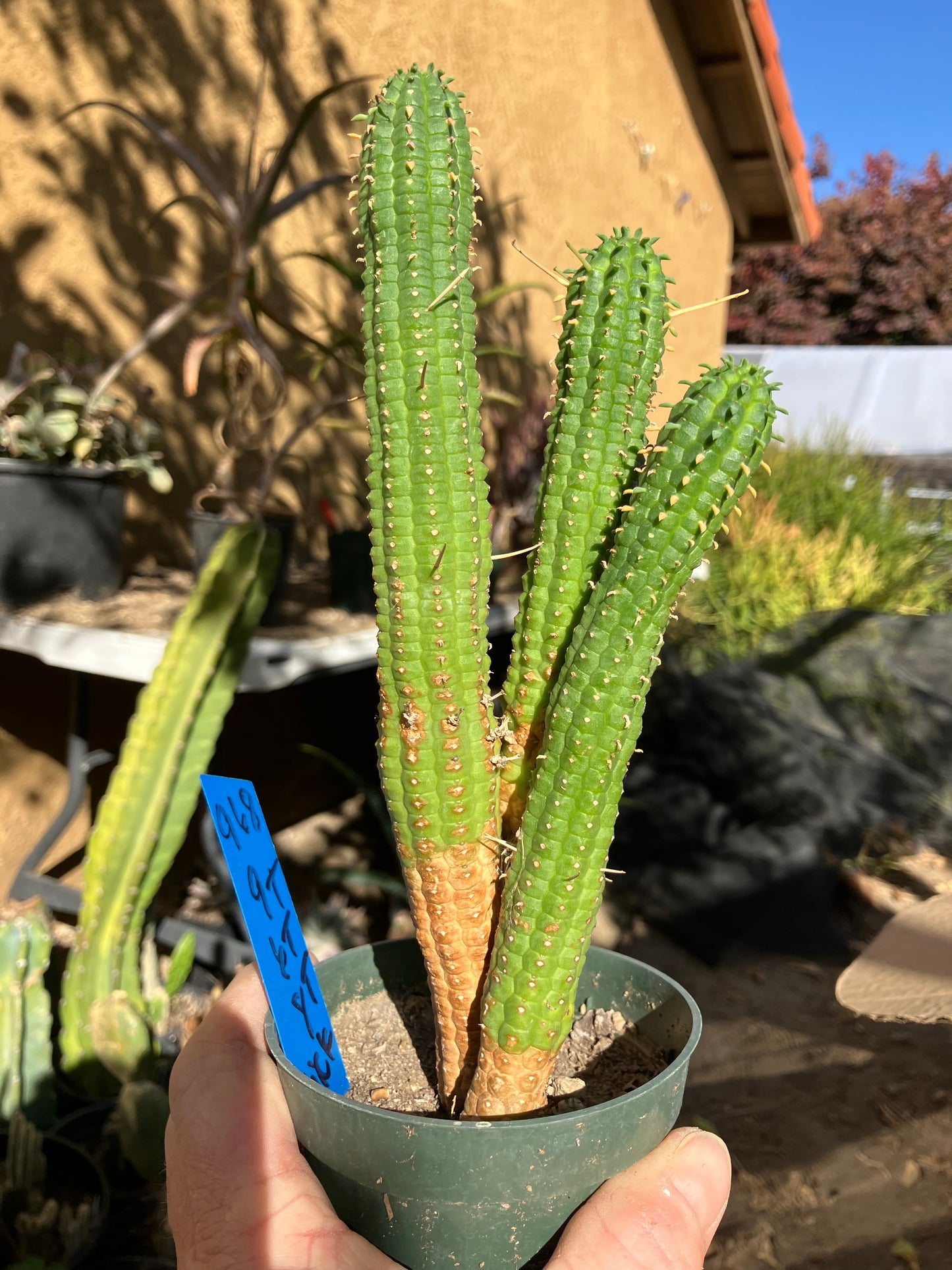 Euphorbia mammillarias Green Corn Cob 9"Tall #968B