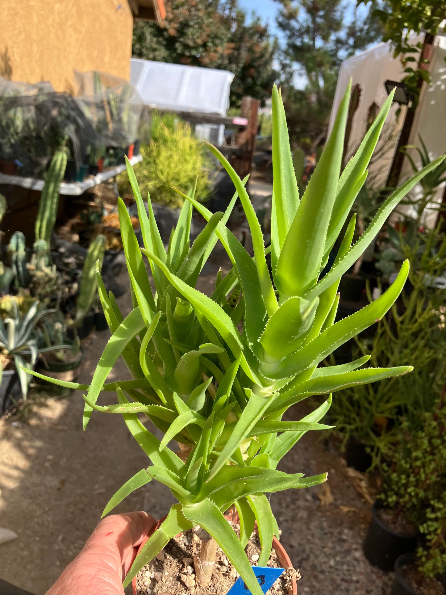 Aloe Ciliaris x Delaeti Hybrid Climbing Succulent 11”Tall 7"Wide #113B