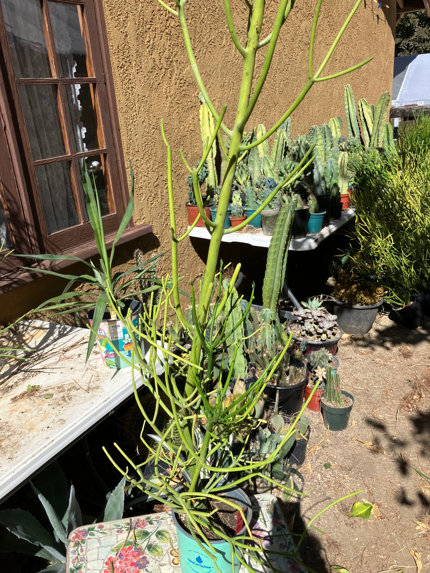 Euphorbia tirucalli Pencil Cactus/Succulent 50"Tall 15"Wide #10R