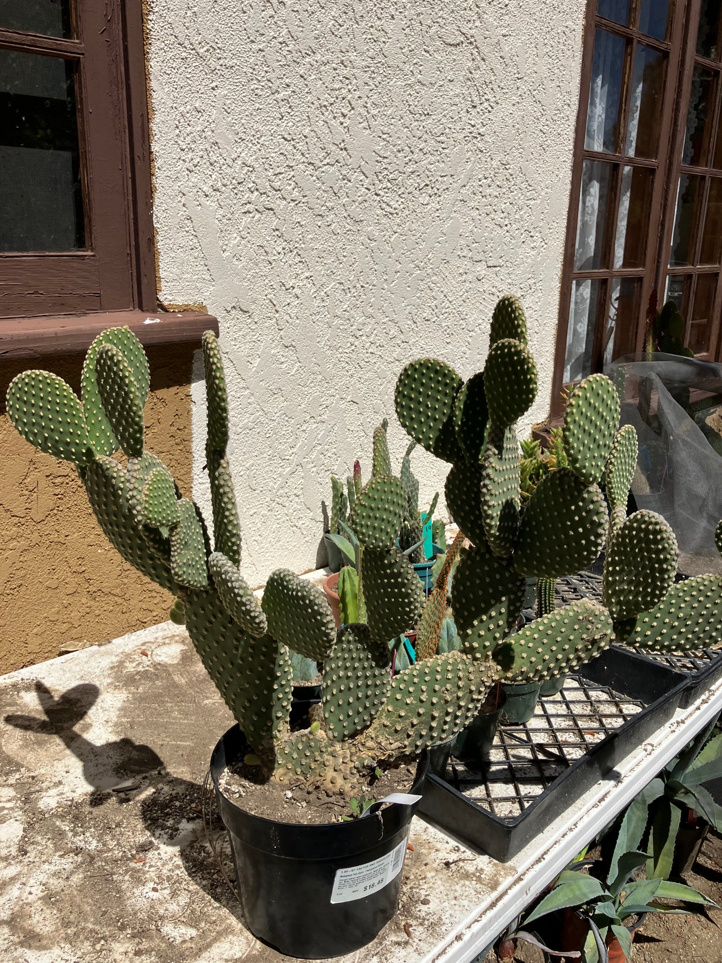 Opuntia microdasys Off White Bunny 10"Tall 28" Wide #287W