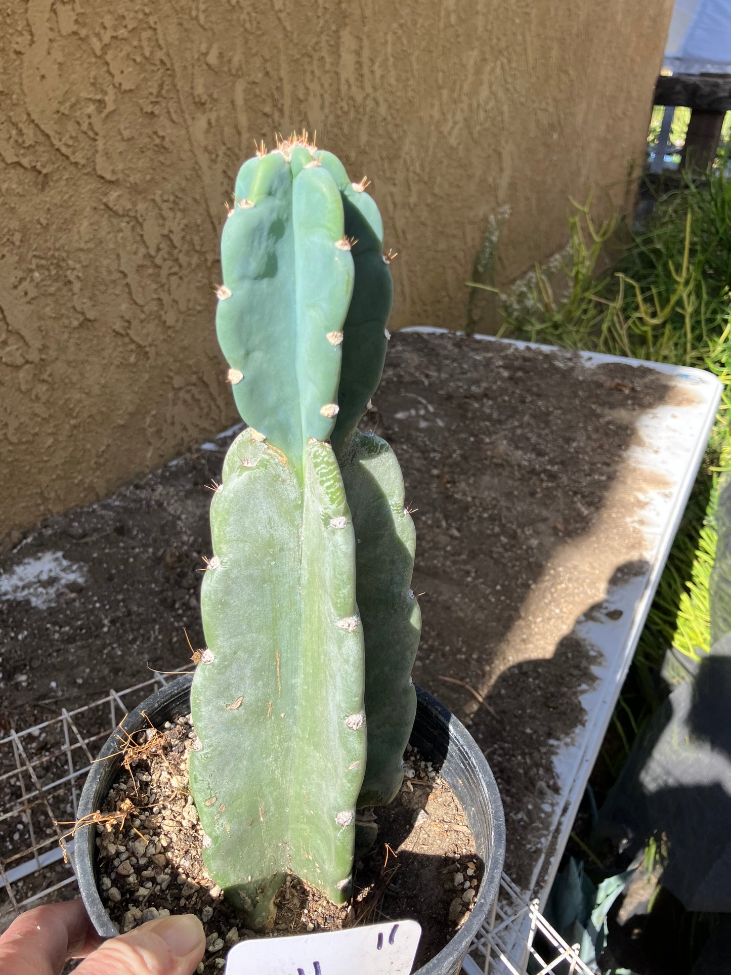 Cereus Peruvianus Night Blooming 11"Tall #11W