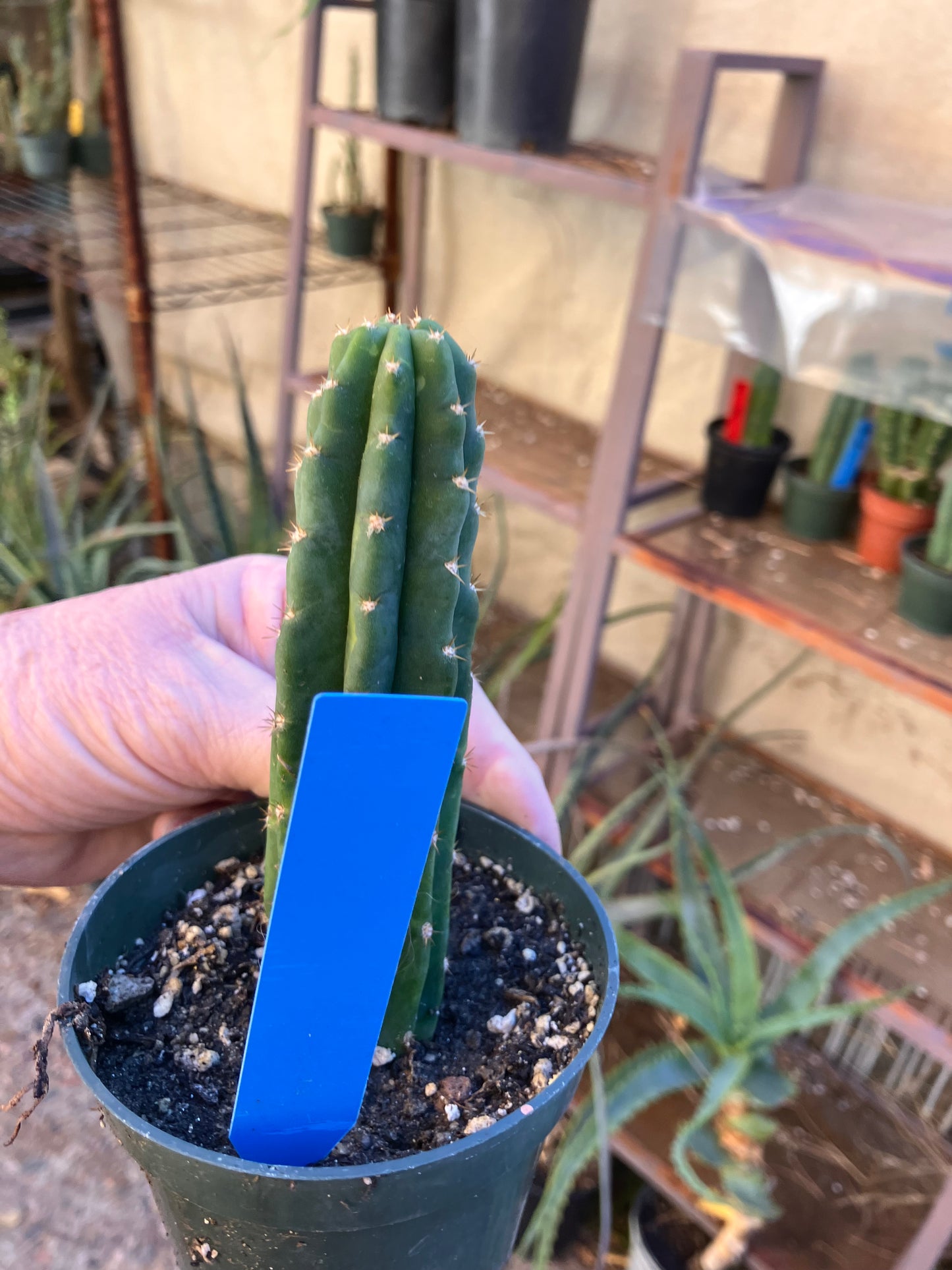 San Pedro Cactus - Trichocereus pachanoi 5"Tall #15B