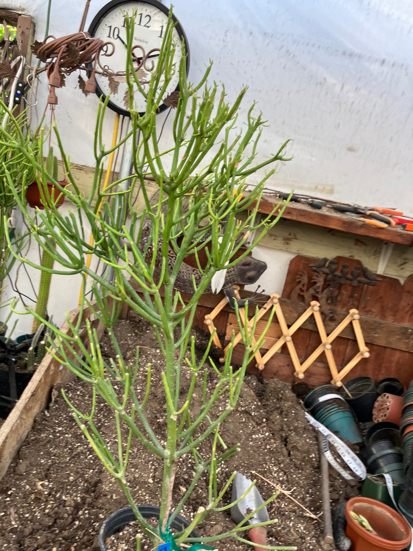 Euphorbia tirucalli Fire Stick 30"Tall 15"Wide #53B