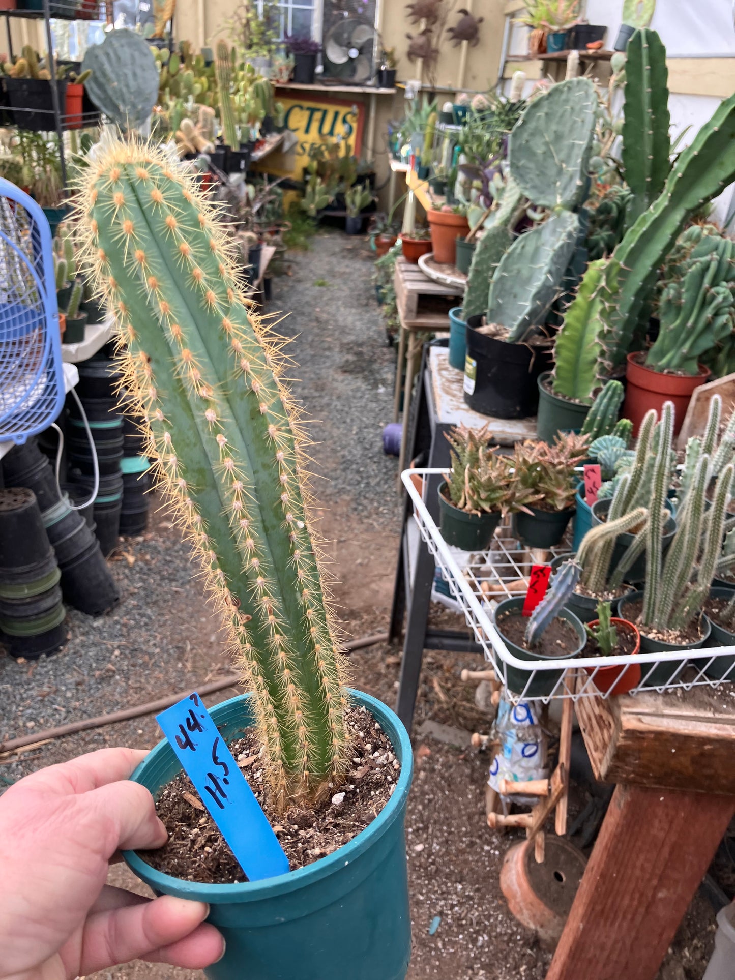 Pilosocereus Piauhyensis Gorgeous Thick Specimen 11.5” Tall #44B