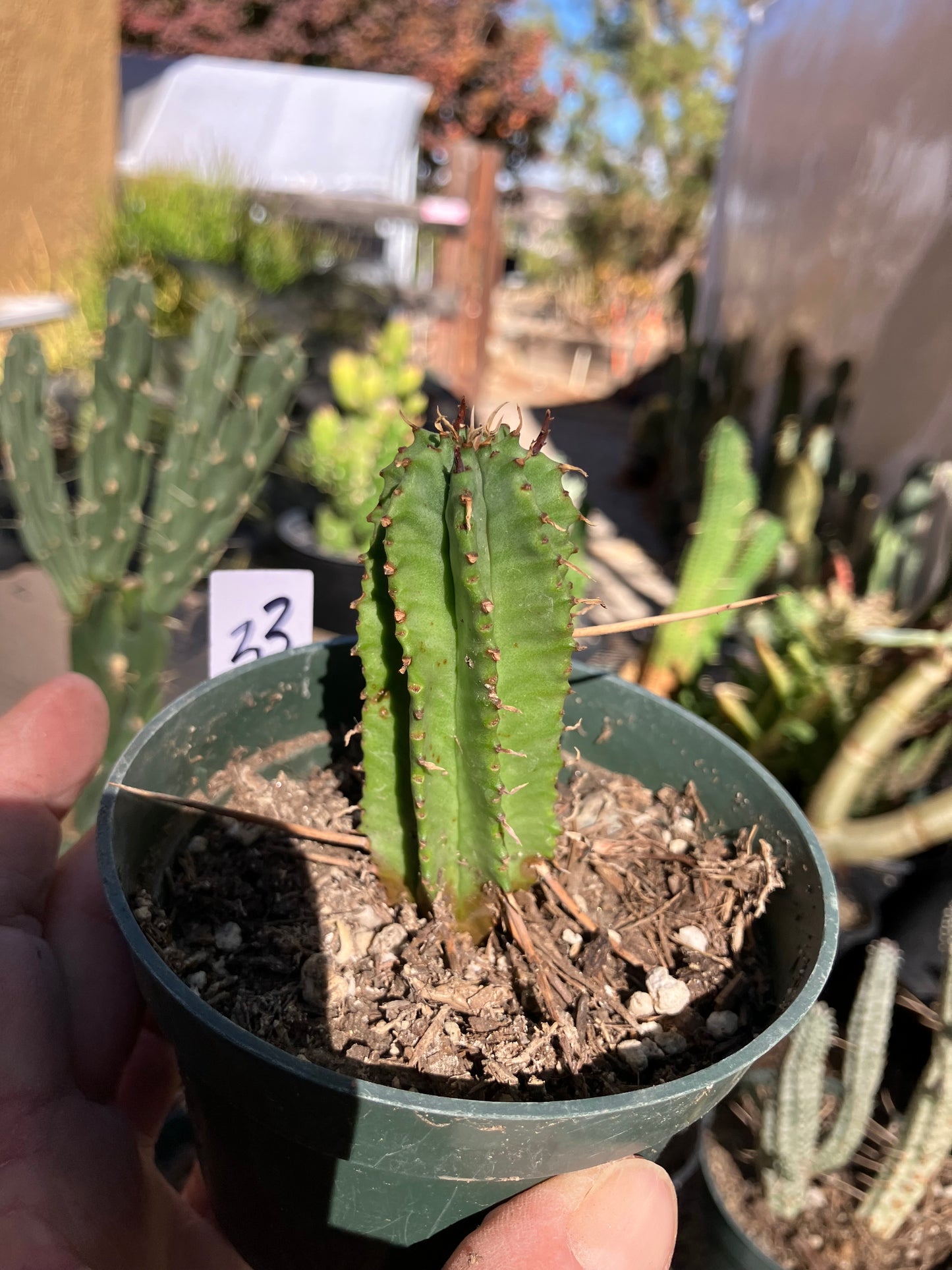 Euphorbia Horrida Noorsveldensis 3" Tall #33W