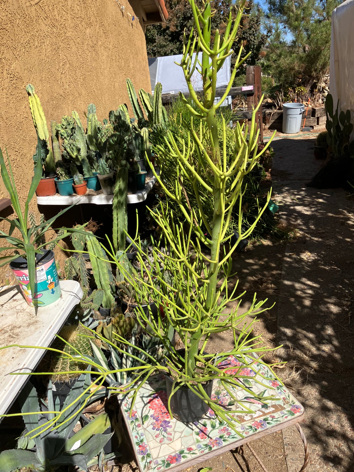 Euphorbia tirucalli Pencil Cactus/Succulent 38"Tall 20"Wide #20W