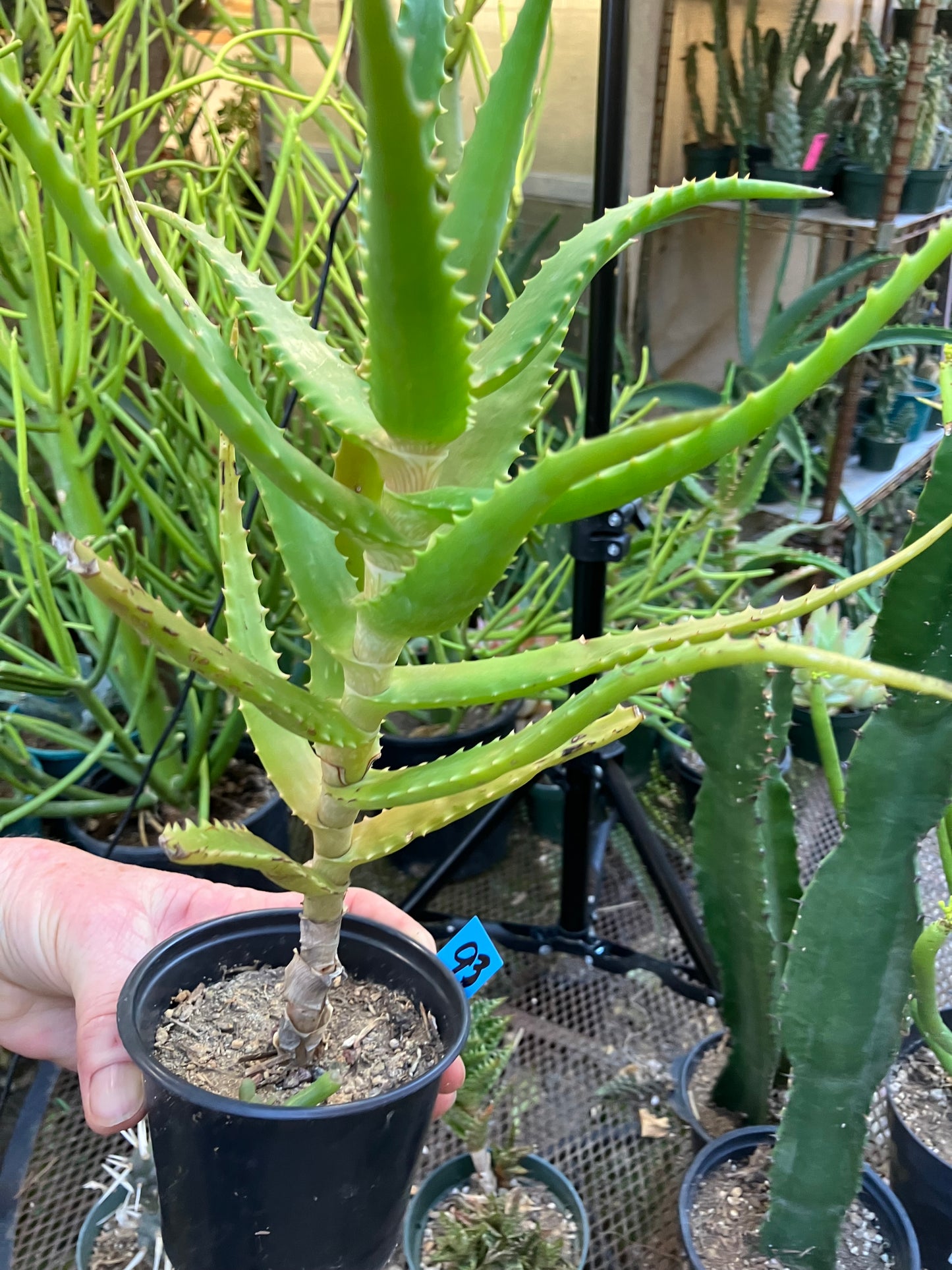 Aloe congolensis Congo Hybrid 13”Tall #93B