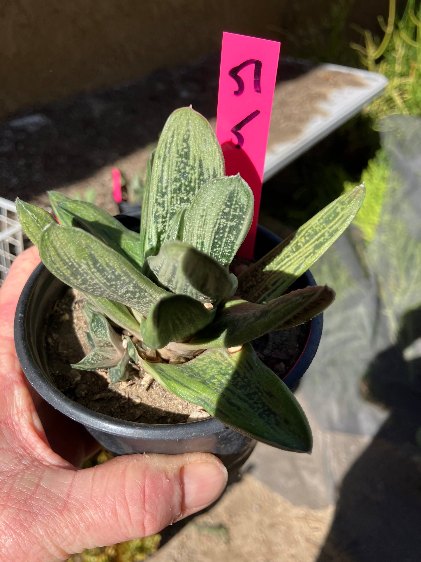 Gasteria Succulent Little Warty 5”Wide #51P