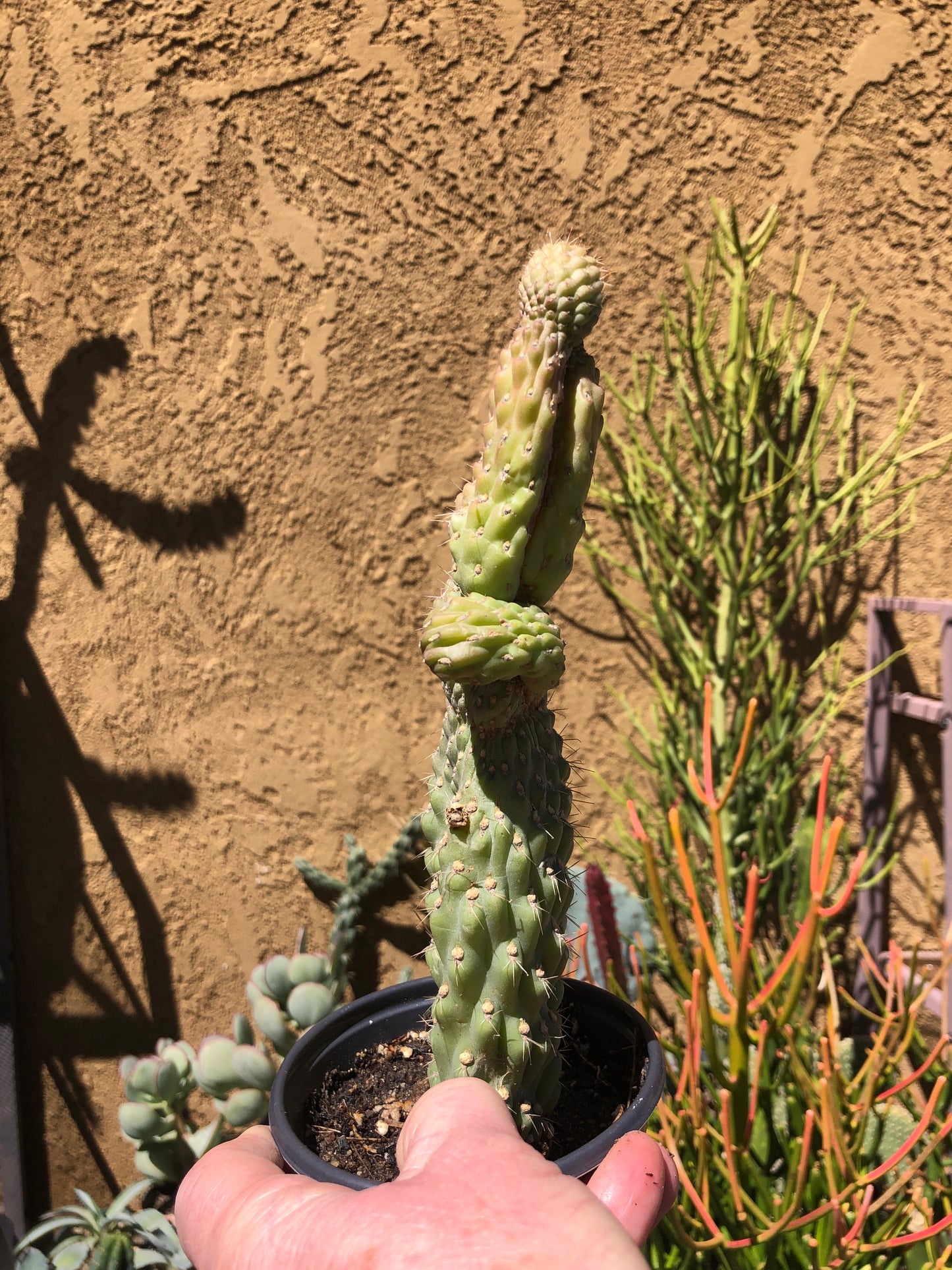 Cylindropuntia fulgida Cholla Boxing Glove Cactus Crest 9"Tall #99Y