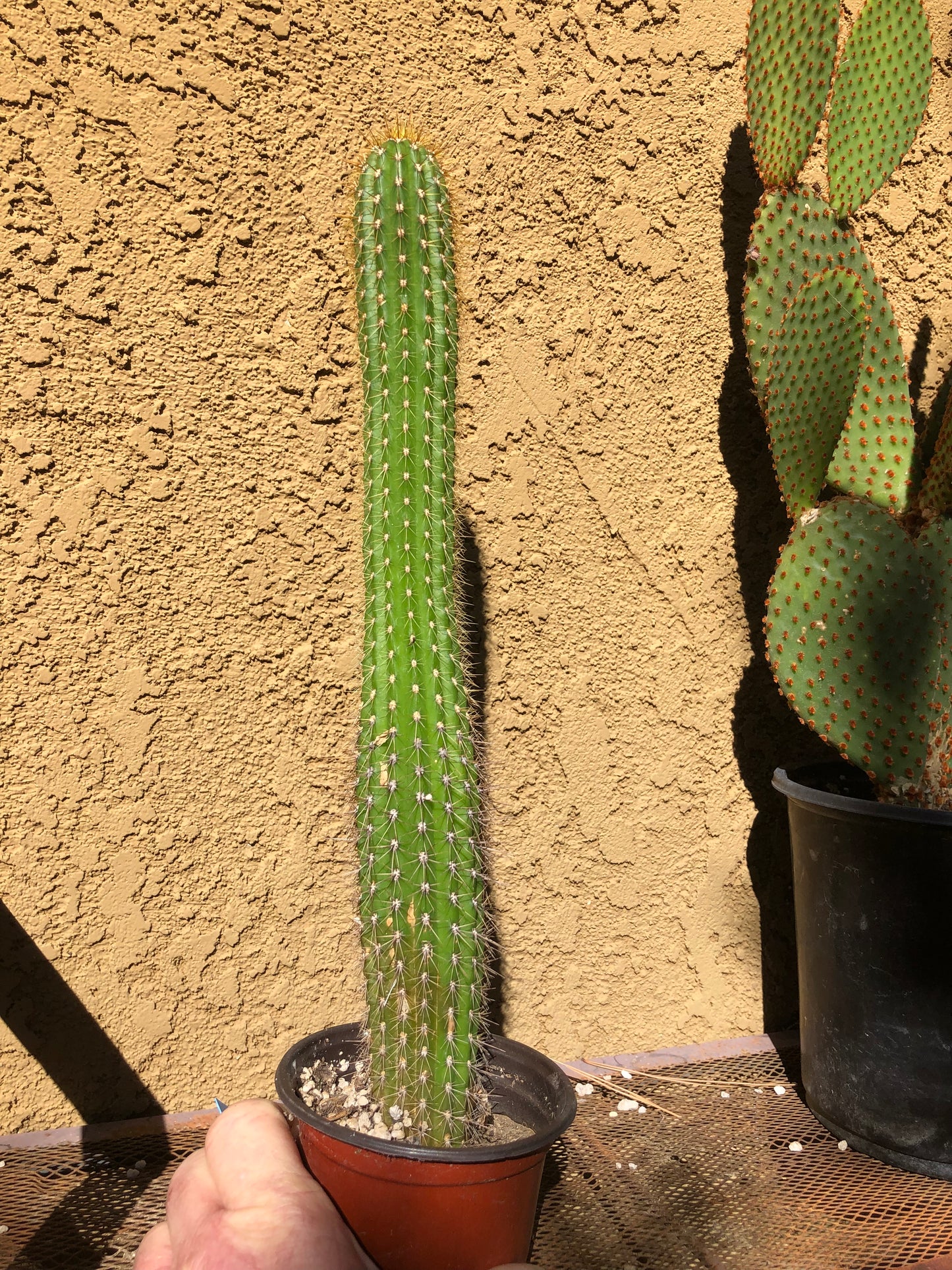 Golden Torch Cactus - Trichocereus spachianus 14" Tall #3B