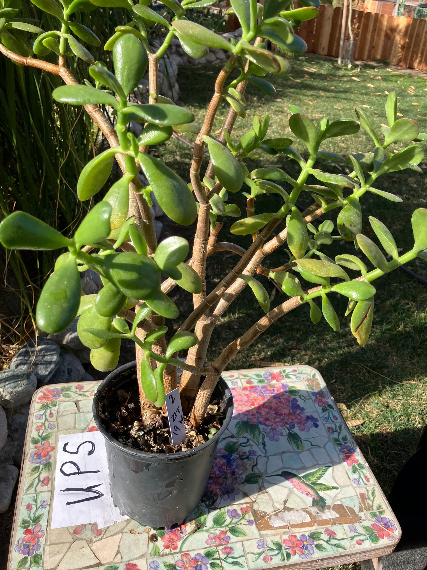 Crassula Ovata Money Jade 21”T 19”W #2W