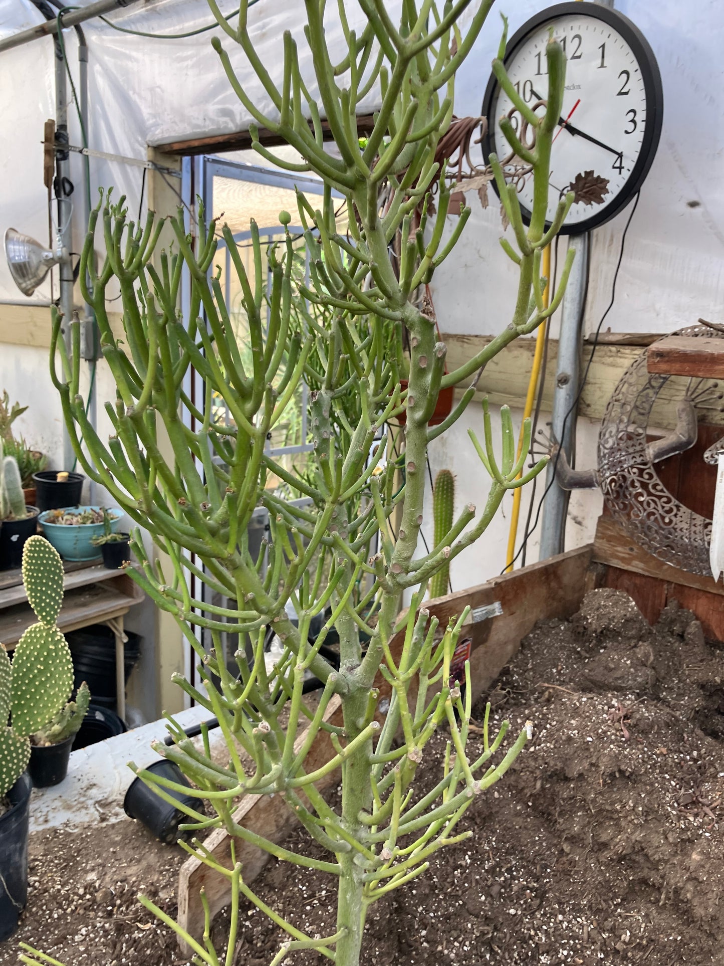 Euphorbia tirucalli Fire Stick 37"Tall 12"Wide #32G