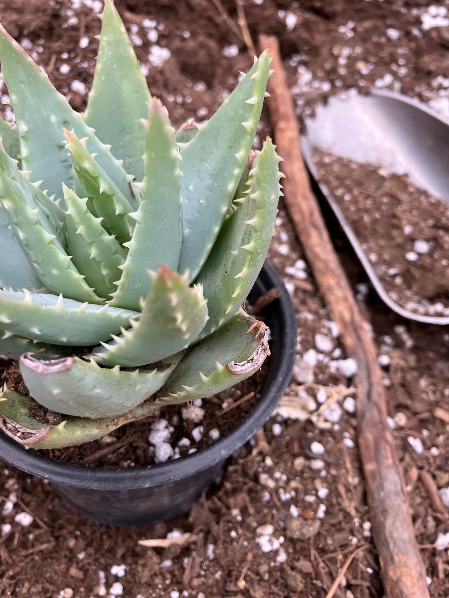 Aloe Brevifolia Short Leaf Aloe  Succulent 5" Wide #18B