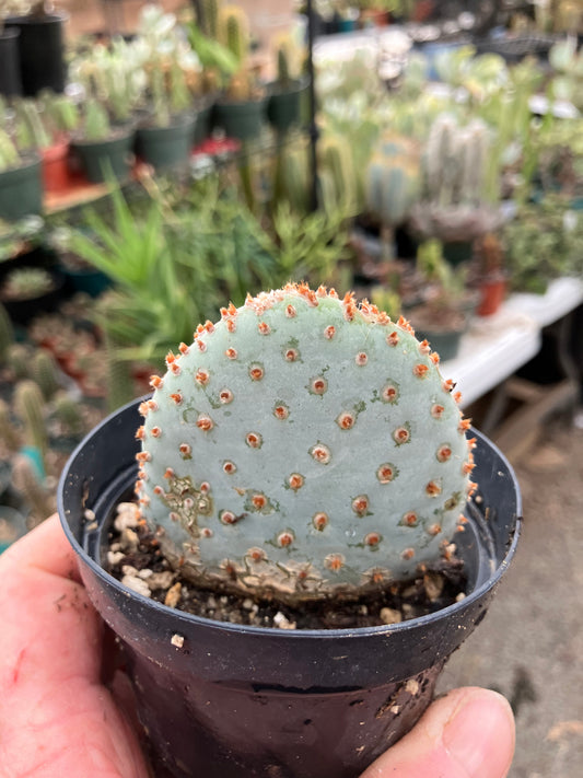 Opuntia Basilaris Beavertail Cactus 3"Tall #83R