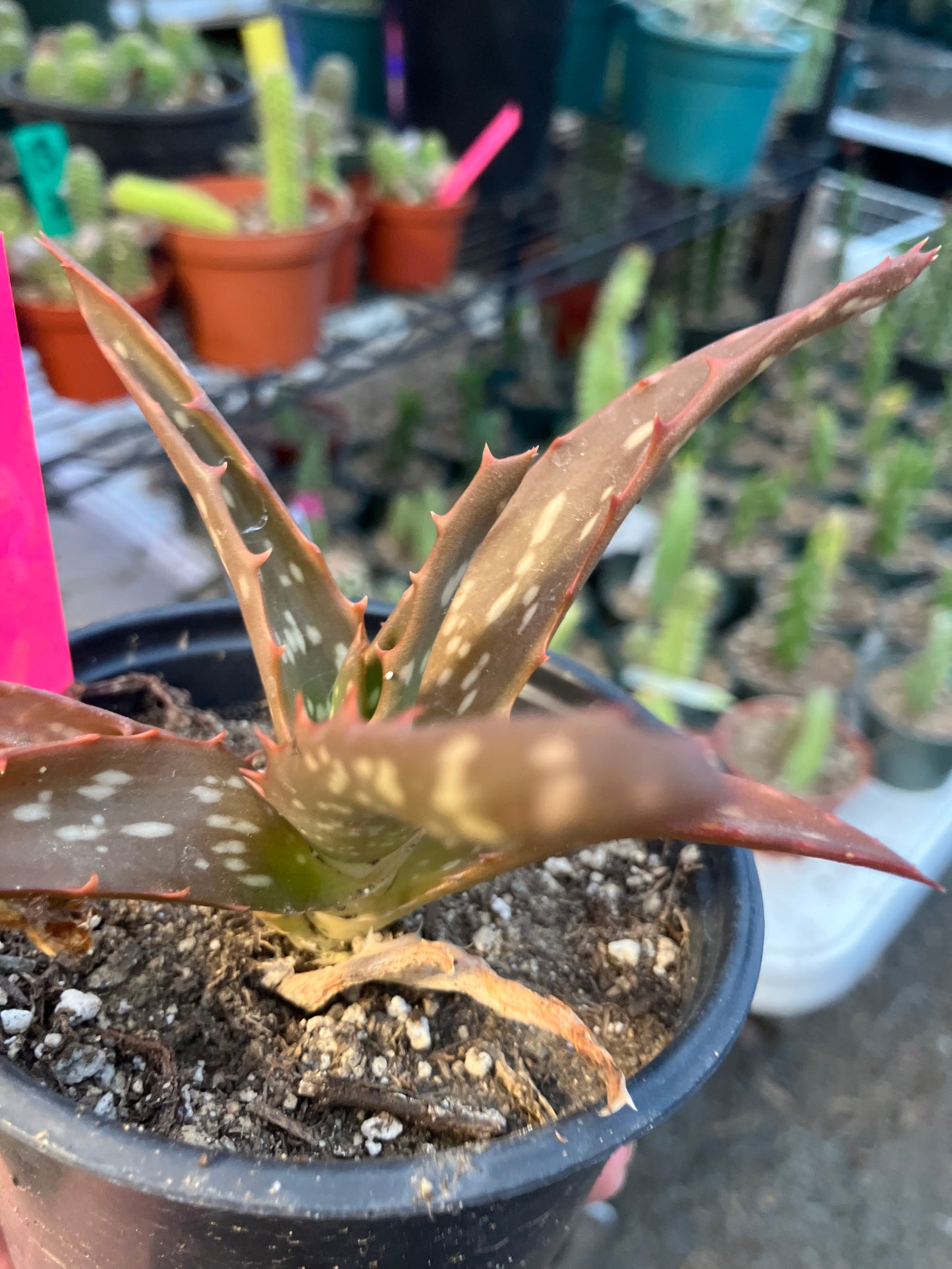 Aloe Hybrid Night Sky Reddens with Extreme temps 5"Wide This Exact Plant #11P