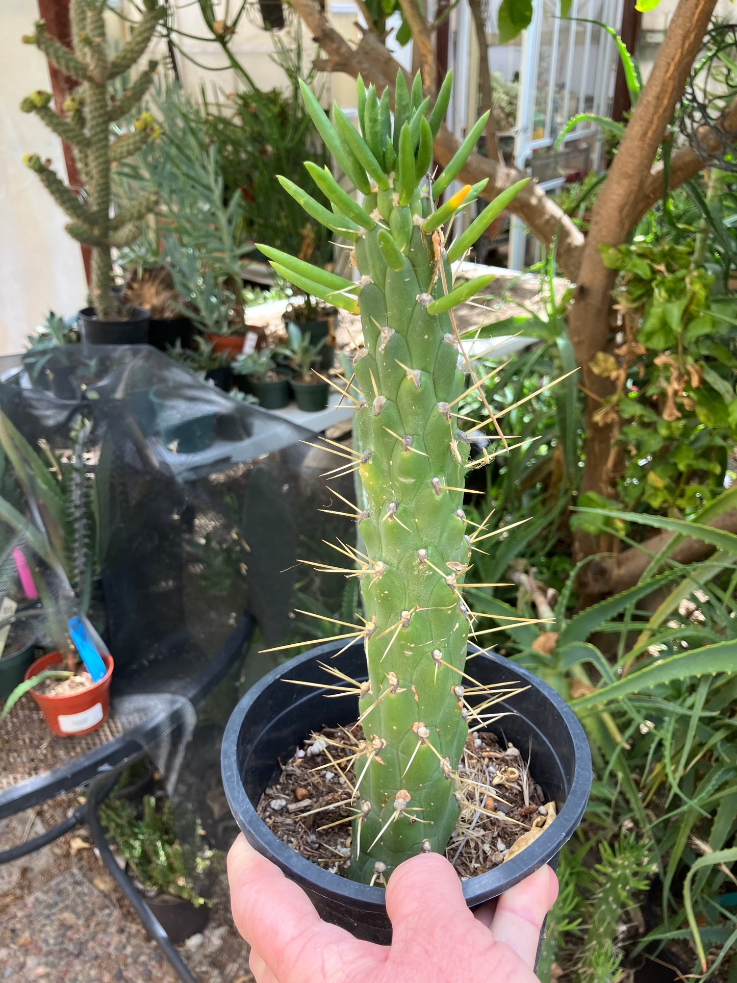 Austrocylindropuntia Full Size Eve's Needle 10"Tall