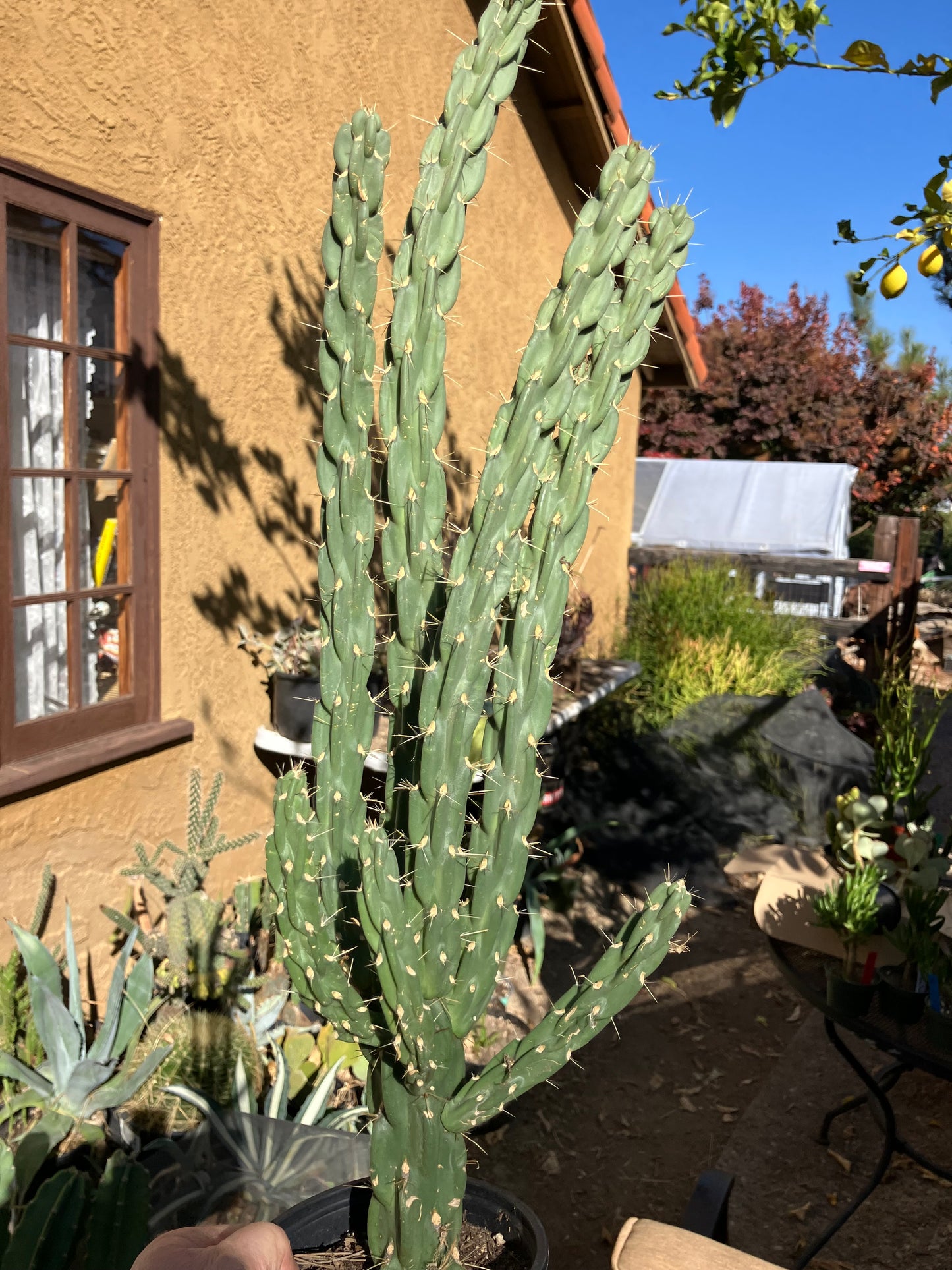 Cholla Cylindropuntia Imbricata  Buckhorn 23”Tall #023P