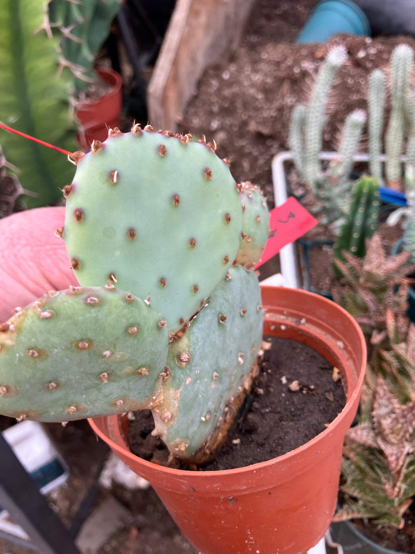 Opuntia Santa Rita Purple Prickly Pear 4”Tall #3R