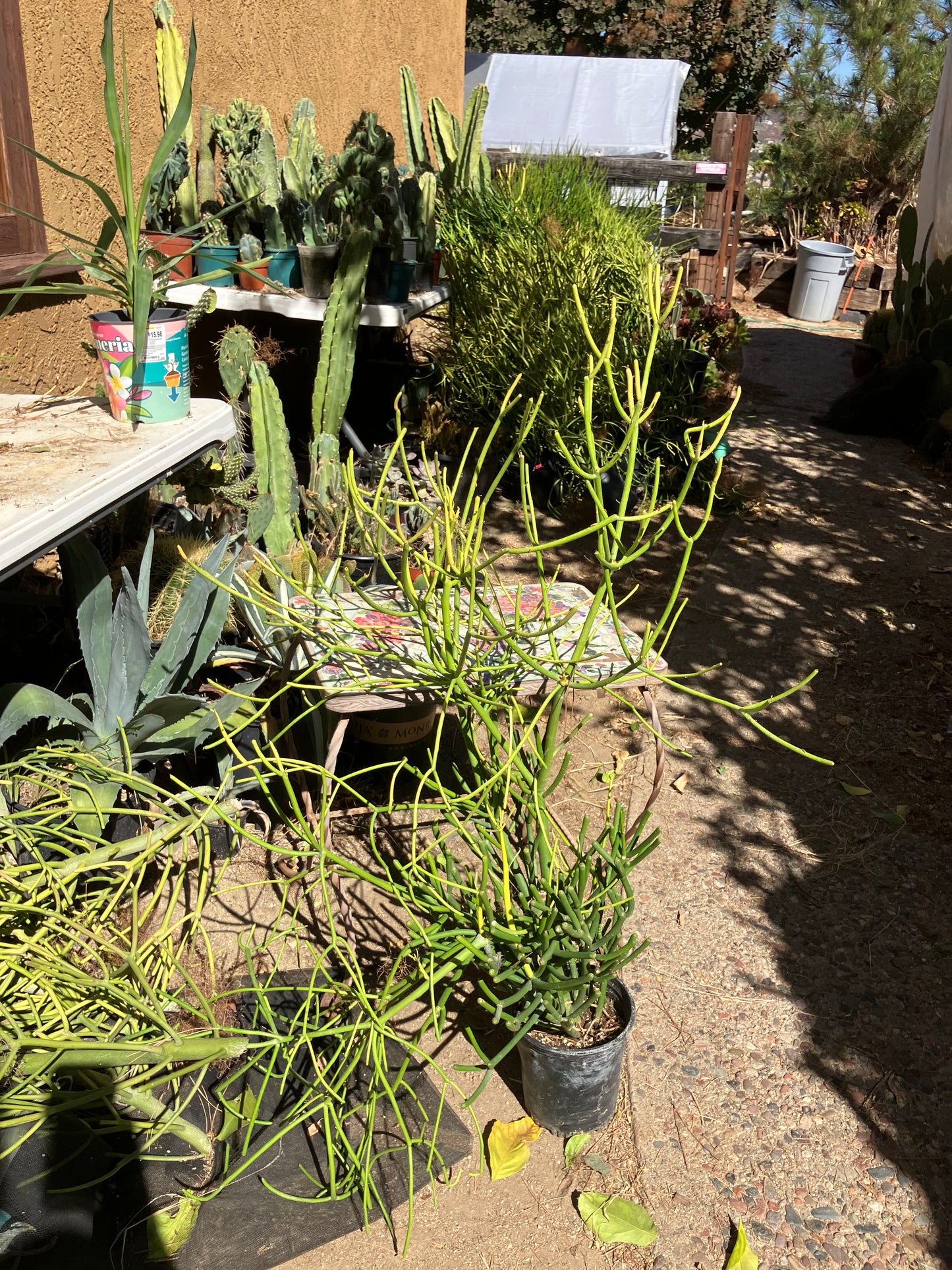 Euphorbia tirucalli Pencil Cactus/Succulent 39"Tall 23"Wide #10G