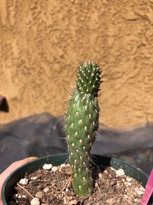 Cylindropuntia fulgida Cholla Boxing Glove Cactus Crest 3"Tall #P