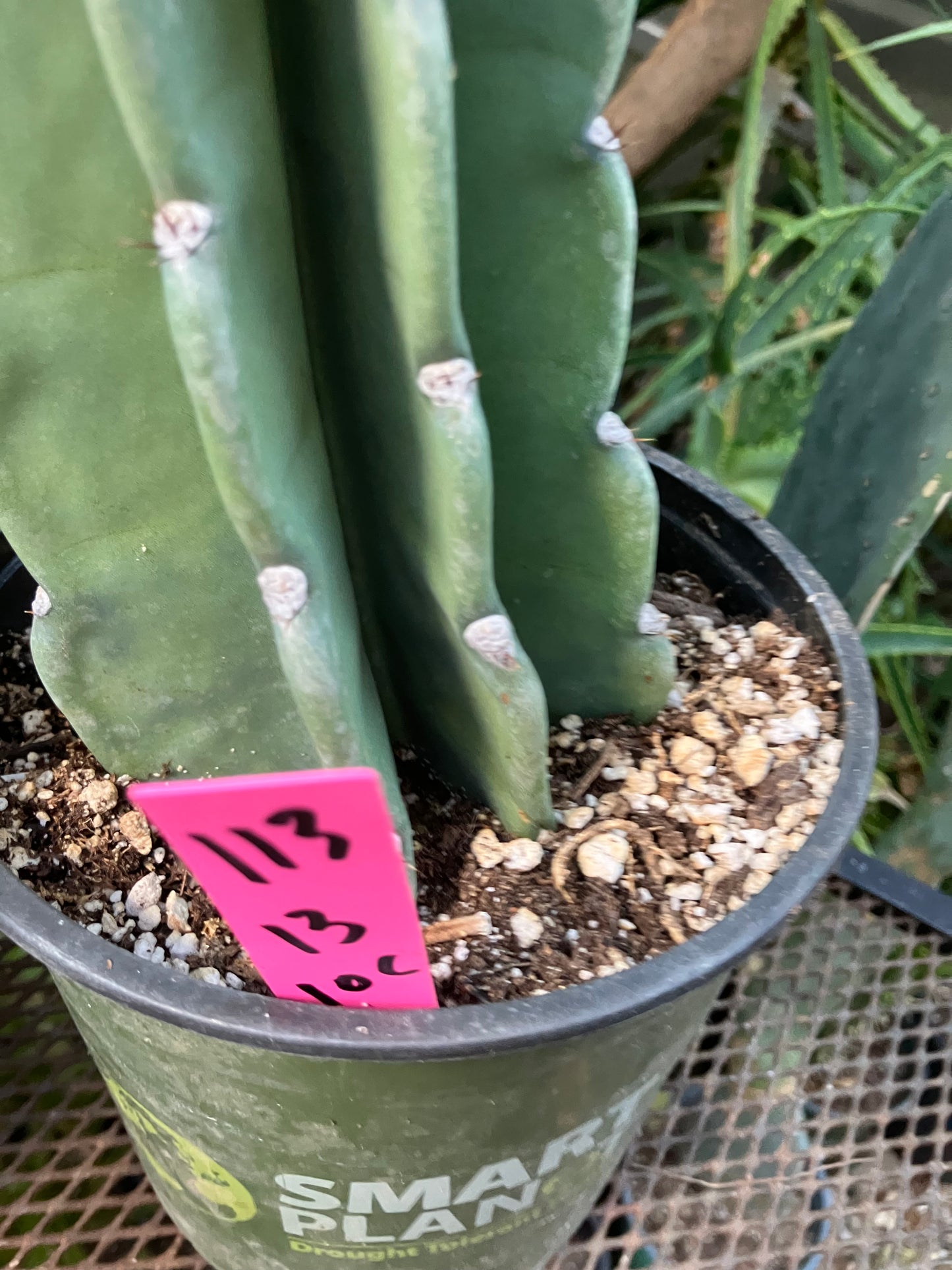 Cereus Peruvianus Night Blooming 13"Tall #113P