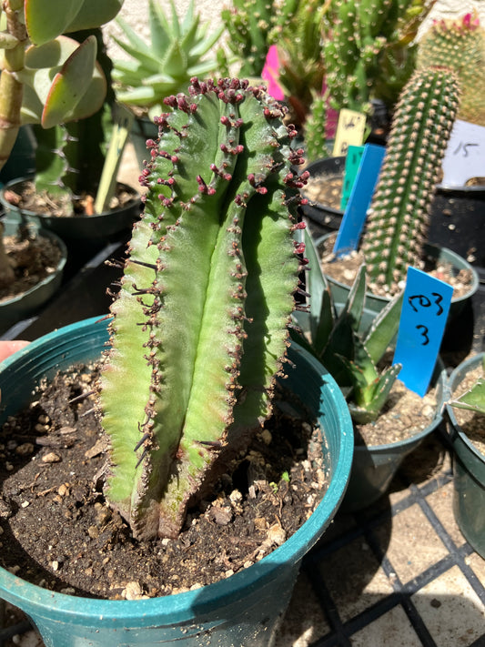 Euphorbia anoplia Green Tanzanian Zipper 5"Tall #15B