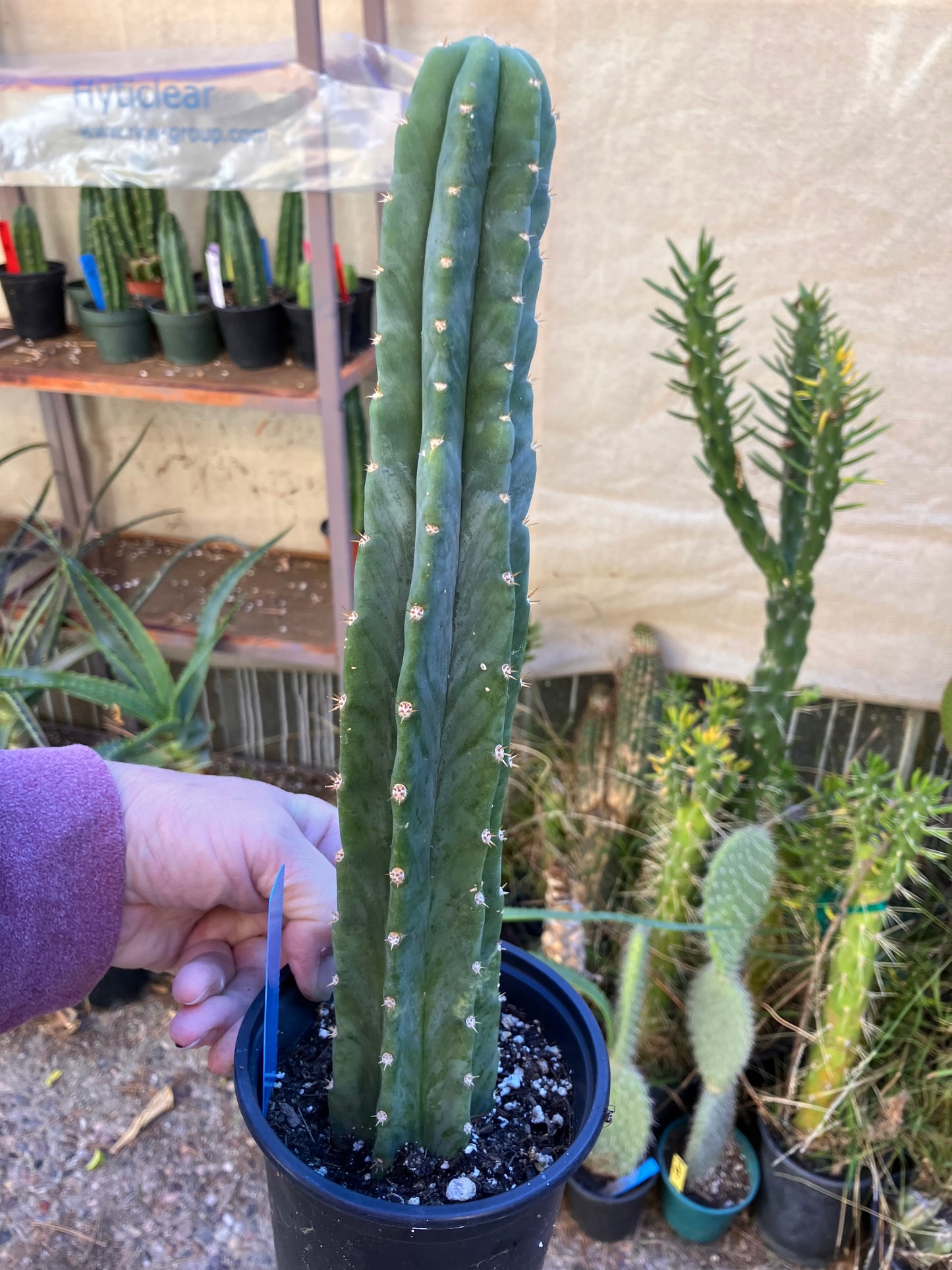 San Pedro Cactus - Trichocereus pachanoi 12"Tall #22B
