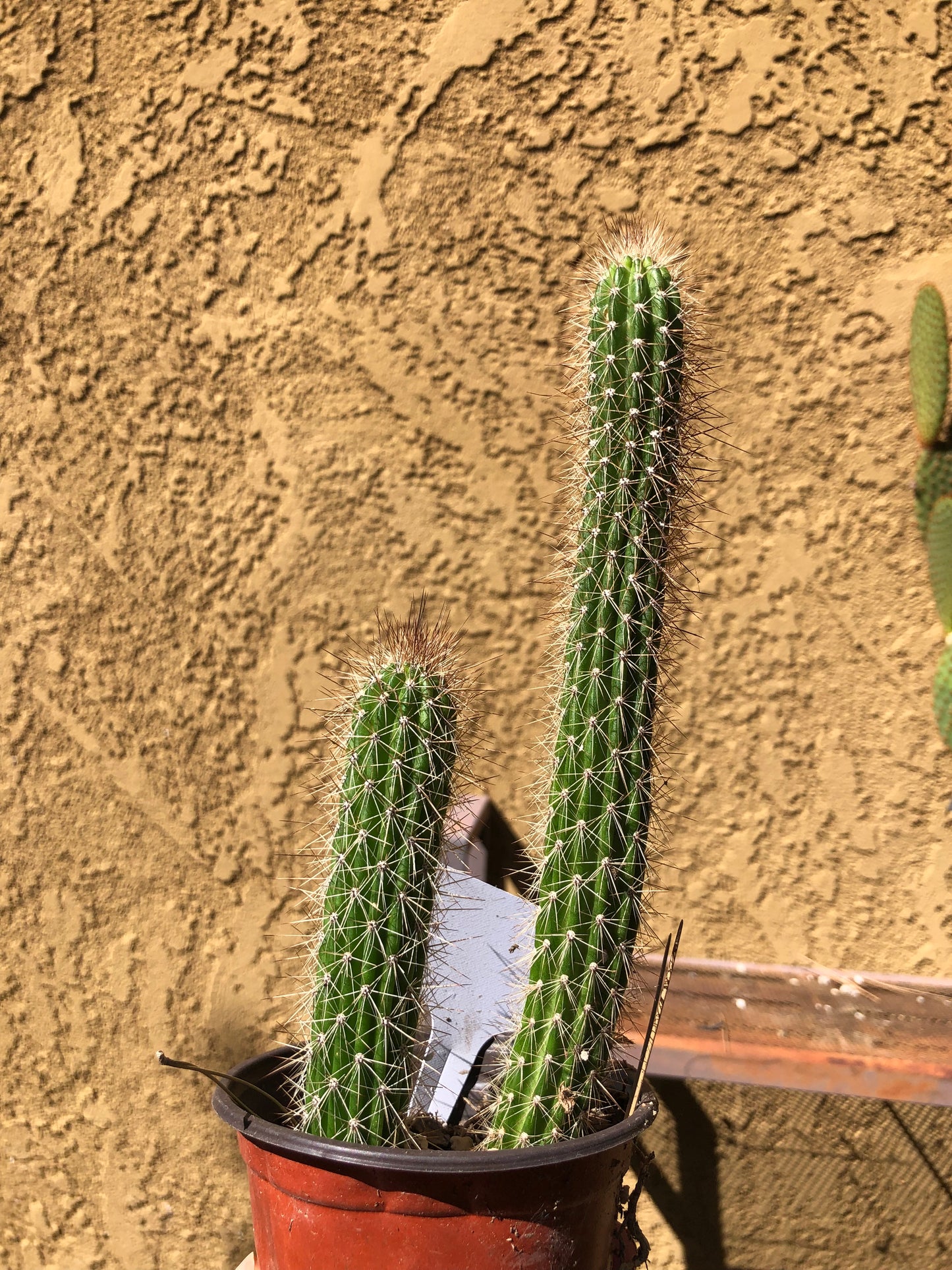 Echinocereus pensilis Snake Cactus Plant 8"Tall #80W