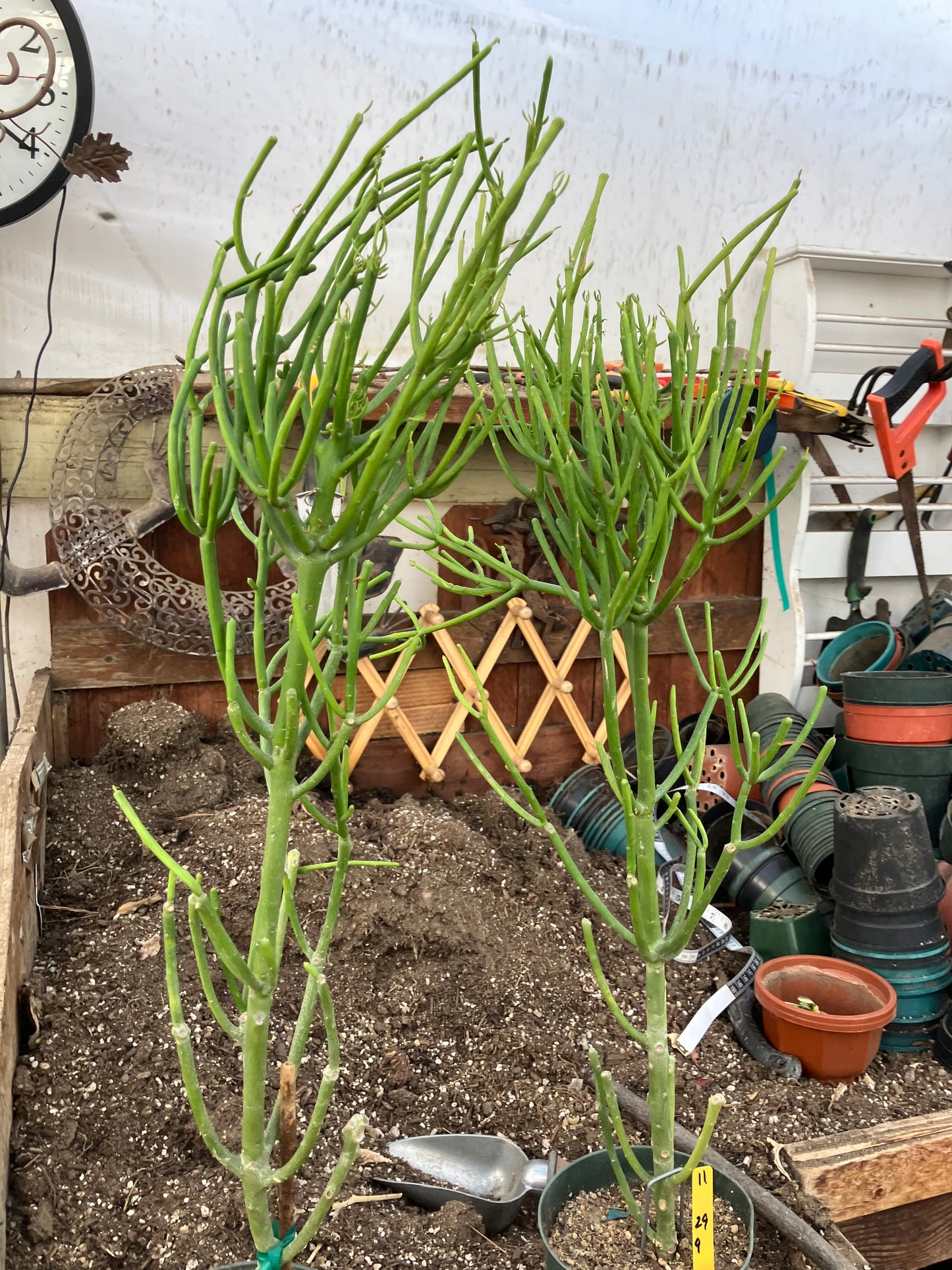 Euphorbia tirucalli Two (2)Twin Pencil Cactus 29"Tall 9"Wide #10Y,11Y