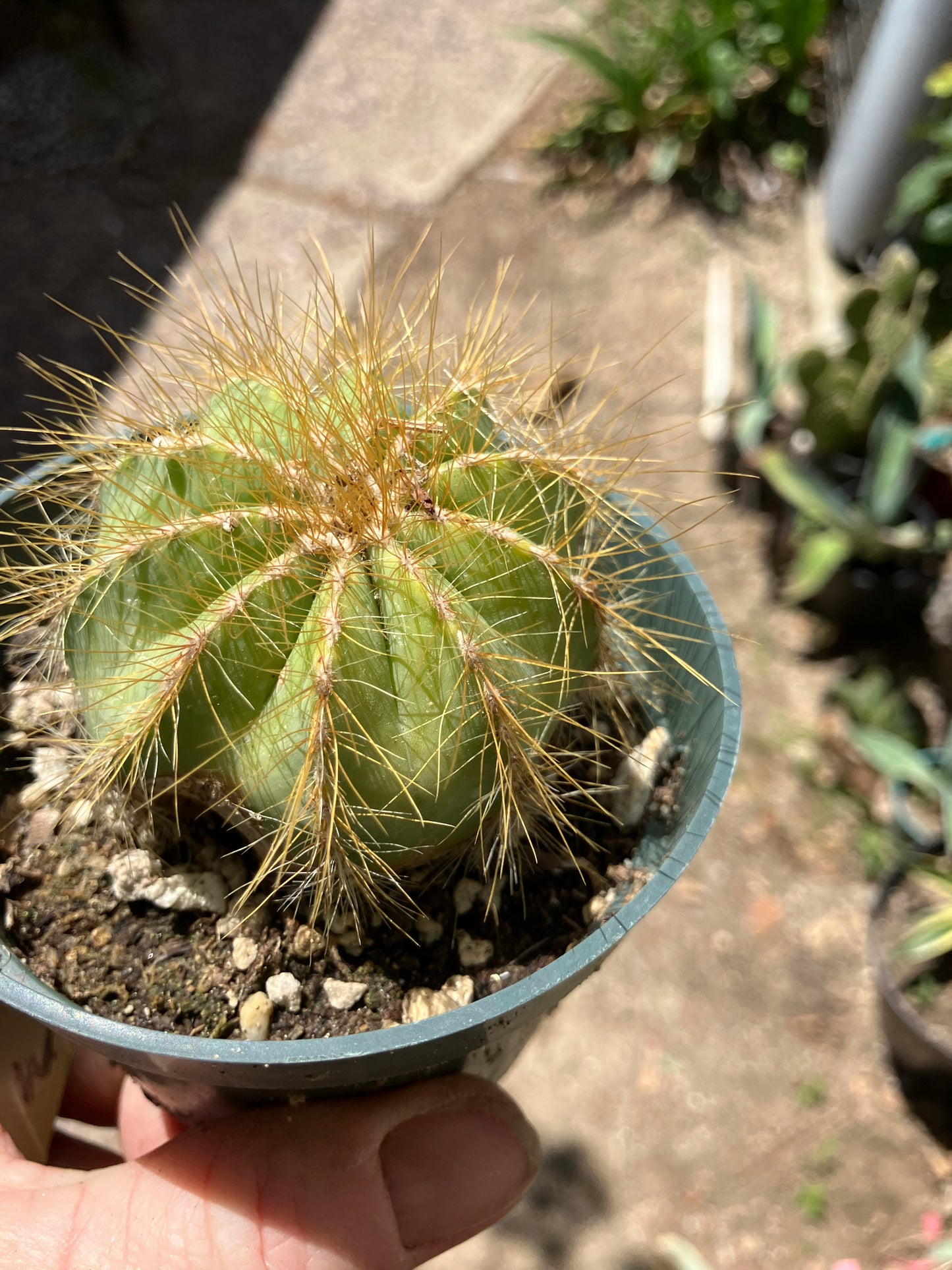 Notocactus magnificus Balloon Cactus 2.5"Wide #201Y minor scar