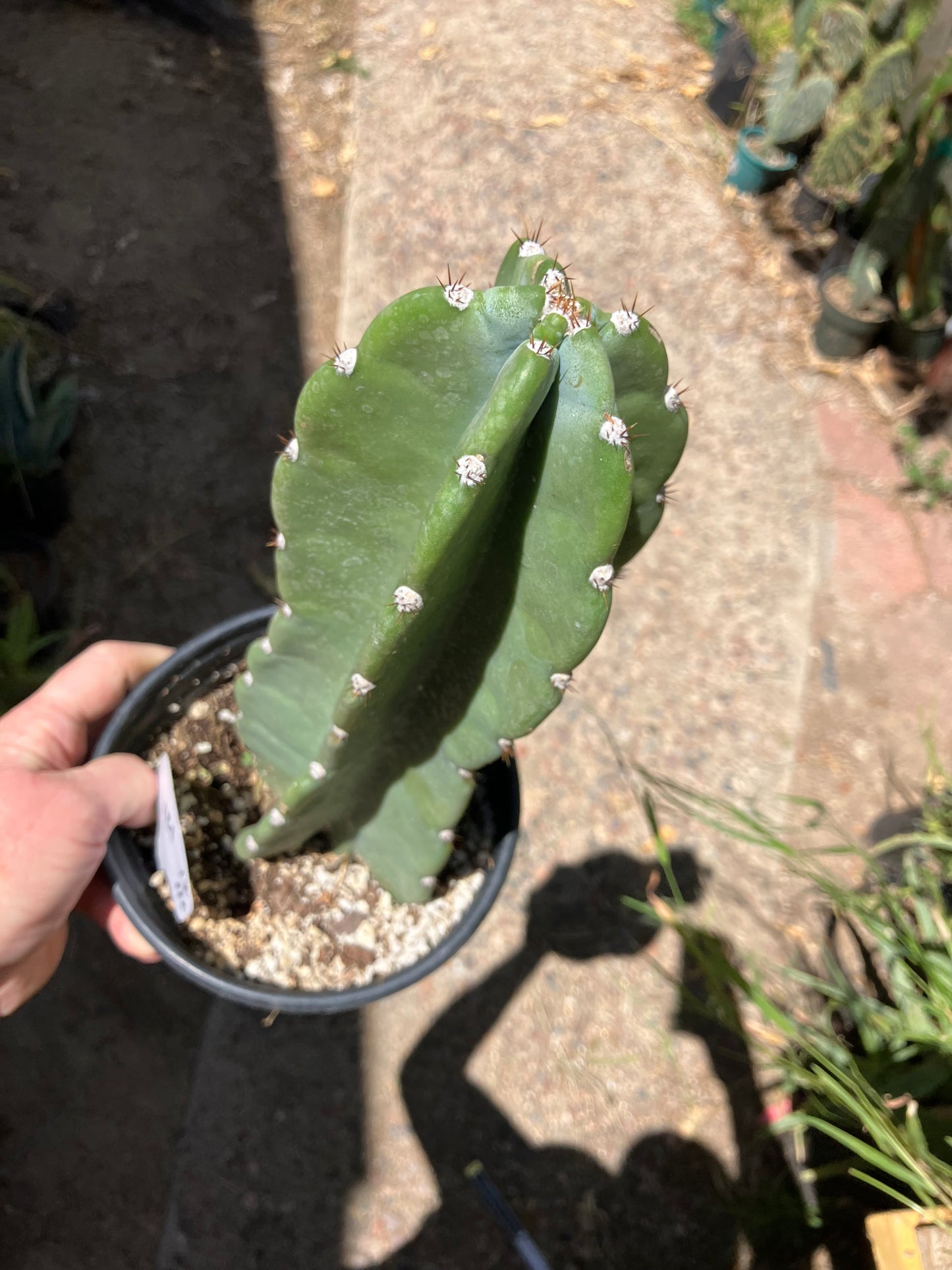 Cereus Peruvianus Night Blooming 12Tall  #121W