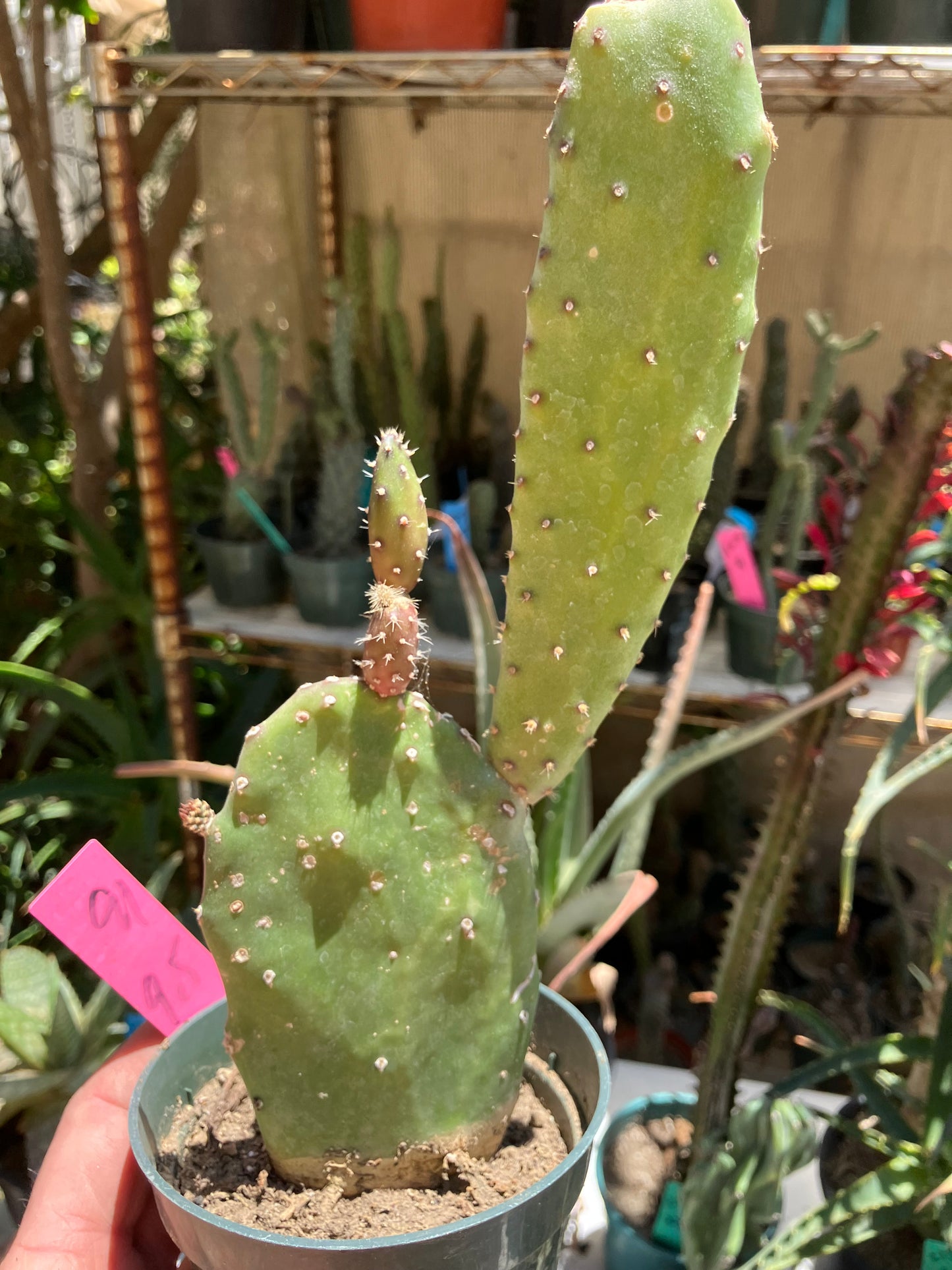 Opuntia Emerald wave Cactus 9”Tall 5" Wide #91P